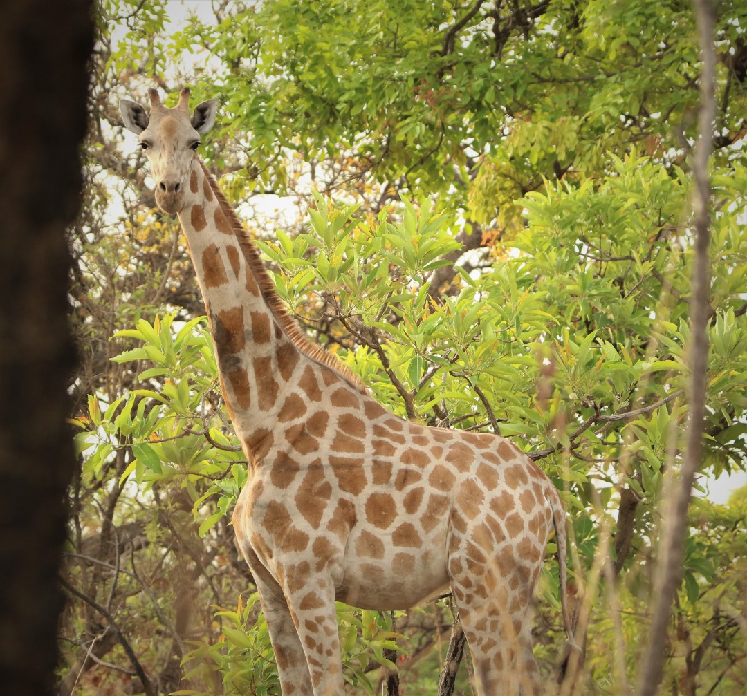 Ekom, whose name means "pride," is a young male Kordofan giraffe in Faro National Park.