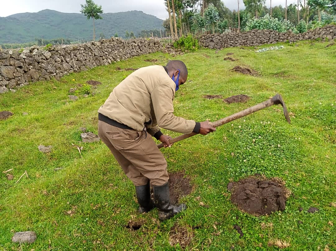 Hitimana Fideli preparing planting holes in Volcanoes National Park, supporting bamboo restoration and ecosystem recovery.