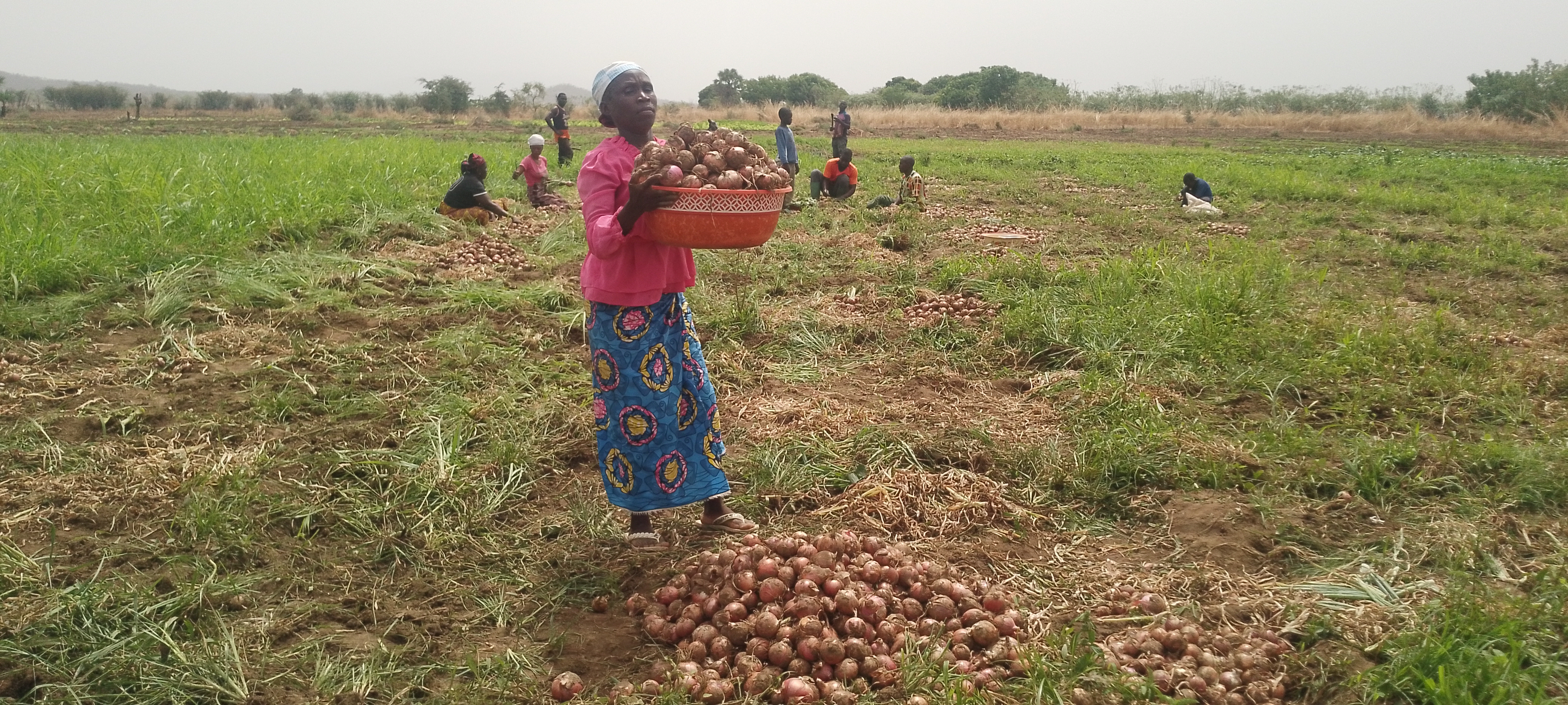 Laraba Assi displays the onion harvest from a vegetable farm established by AWF in Tchamba.