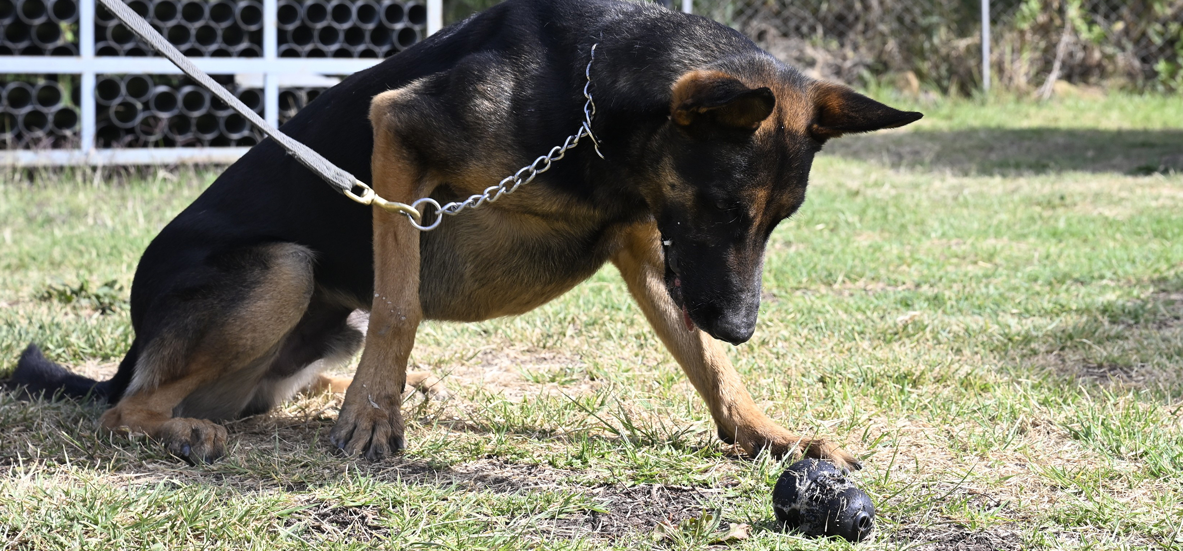 A detection dog during training.