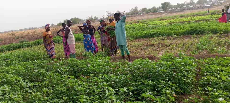 Tchamba community members engage in the harvest and sale of vegetables.