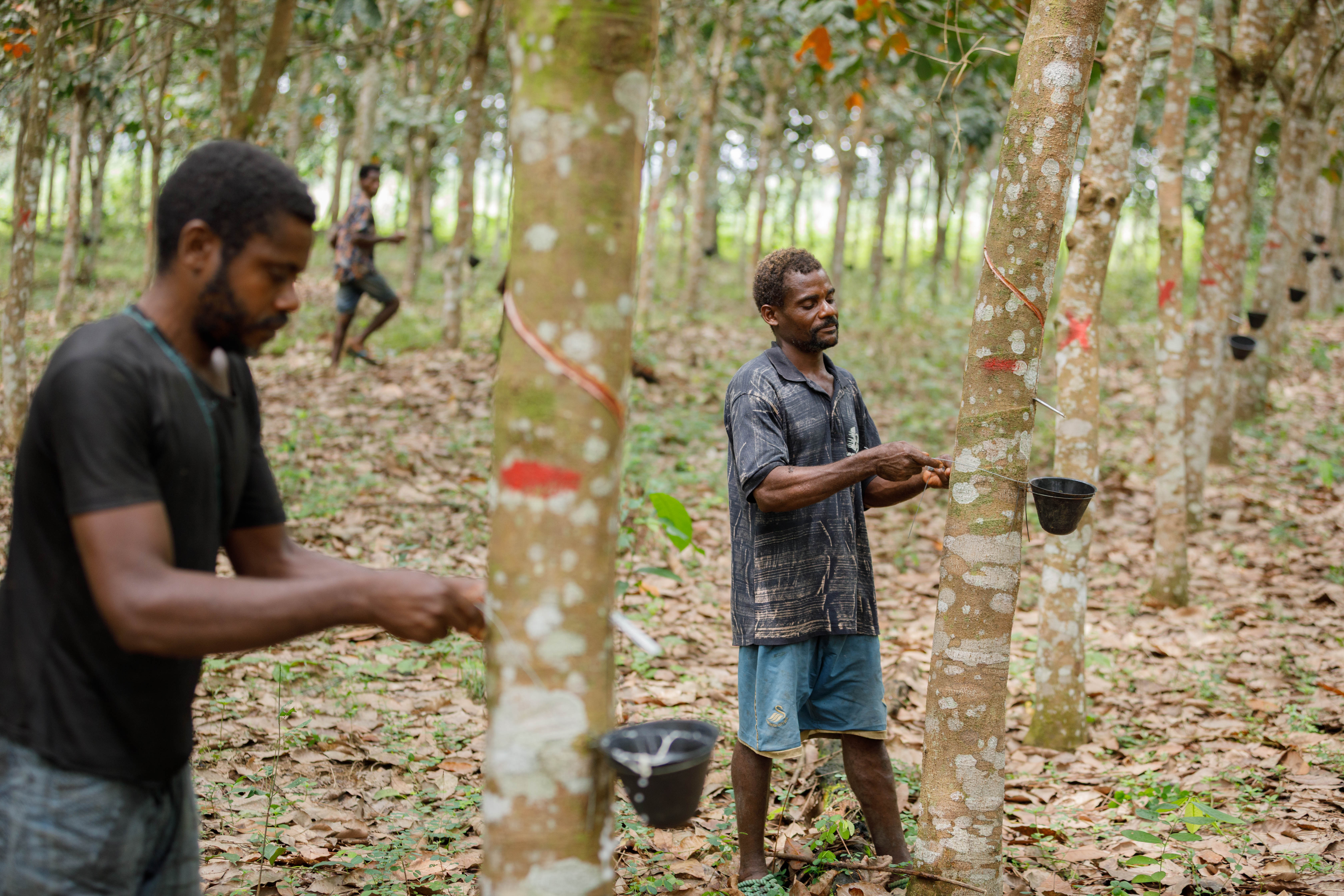 Ndongo Jean Daniel stands in the community rubber farm preparing a tree for latex harvest. © Vanilla Boi Studios 