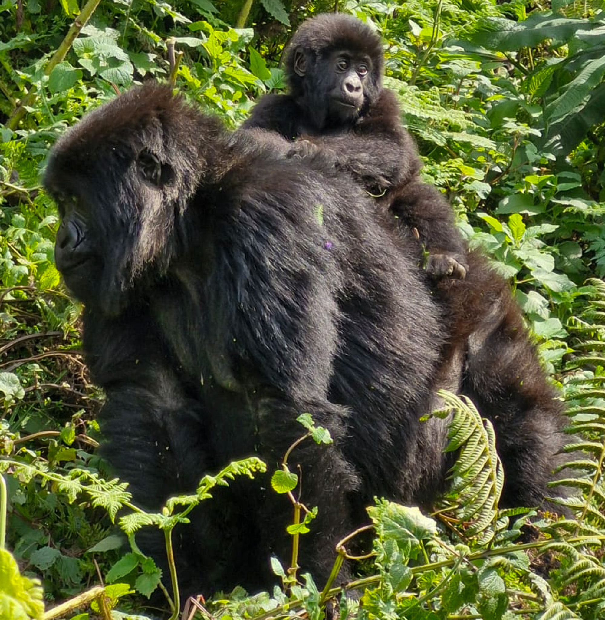A female mountain gorilla and its young one in Volcanoes National Park, Rwanda