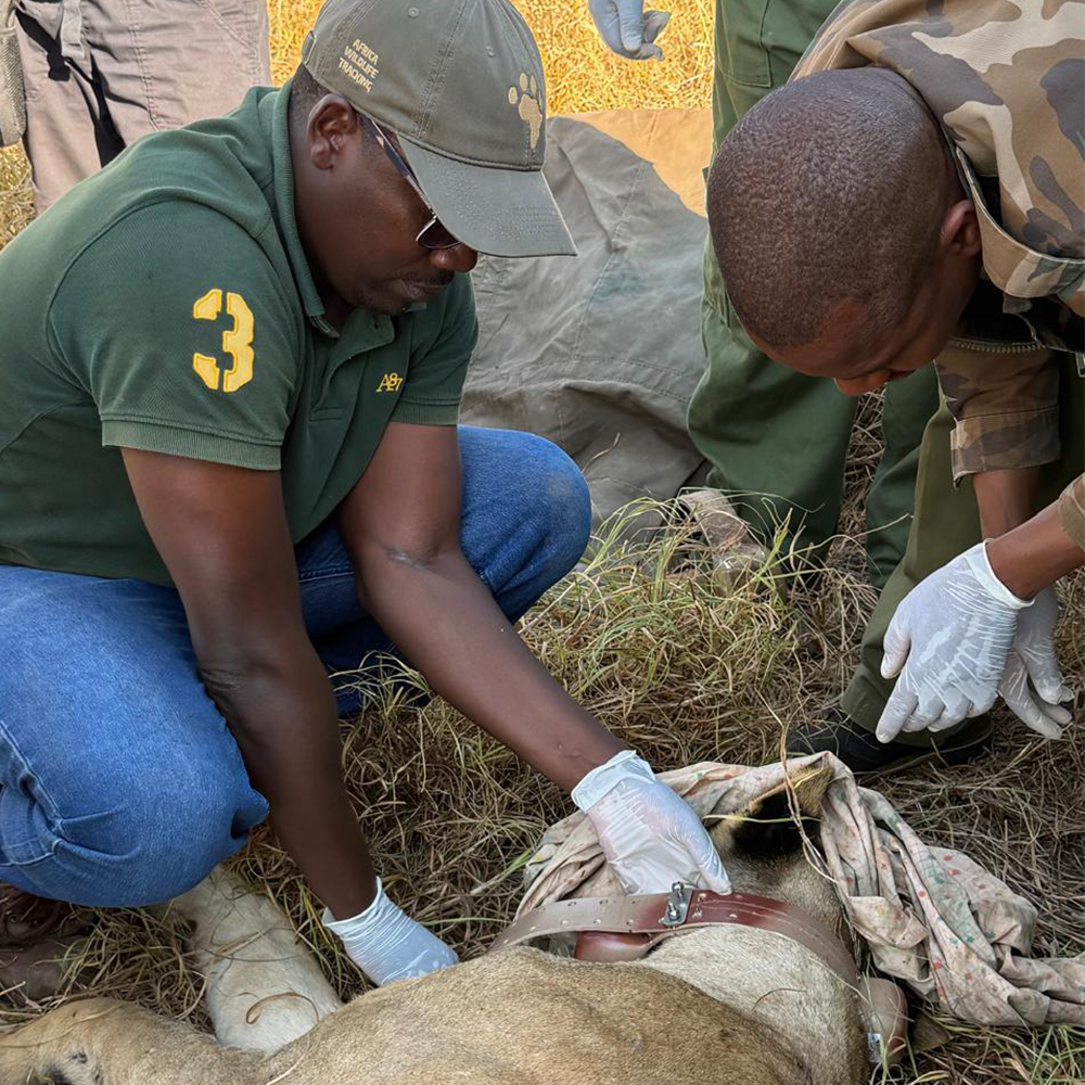 Douglas Kamaru collaring a lion in the Tsavo landscape.