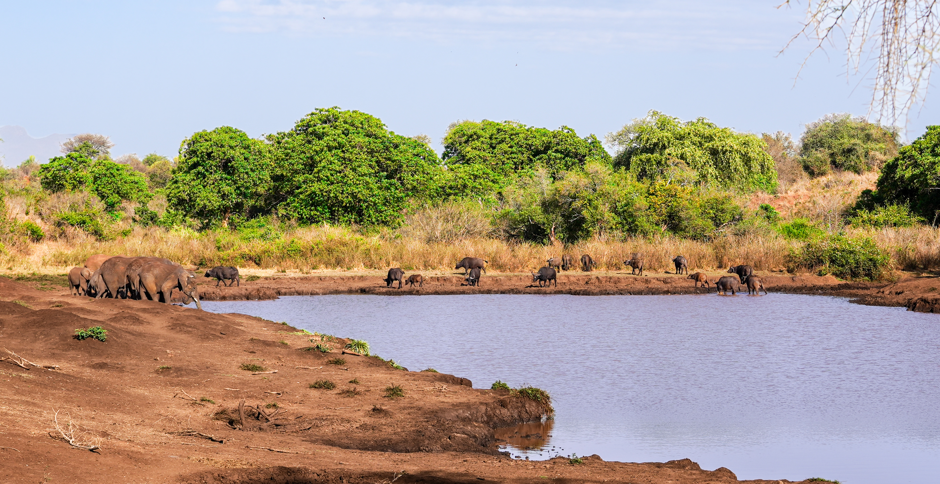 Wildlife drinking water from the rehabilitated Lochorkinae Dam in Kidepo Valley National Park, Uganda.