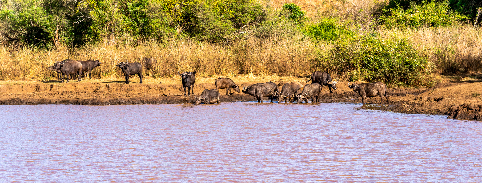 Buffaloes drinking water from the rehabilitated Lochorkinae Dam in Kidepo Valley National Park, Uganda.