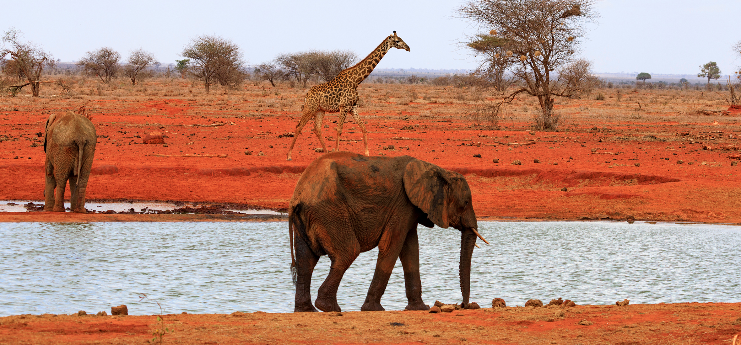 Wildlife in Tsavo East National Park. © AIDAsign