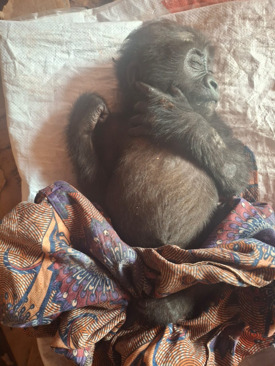 A rescued female gorilla receiving proper care at the Ape Action Center in Yaoundé, Cameroon.