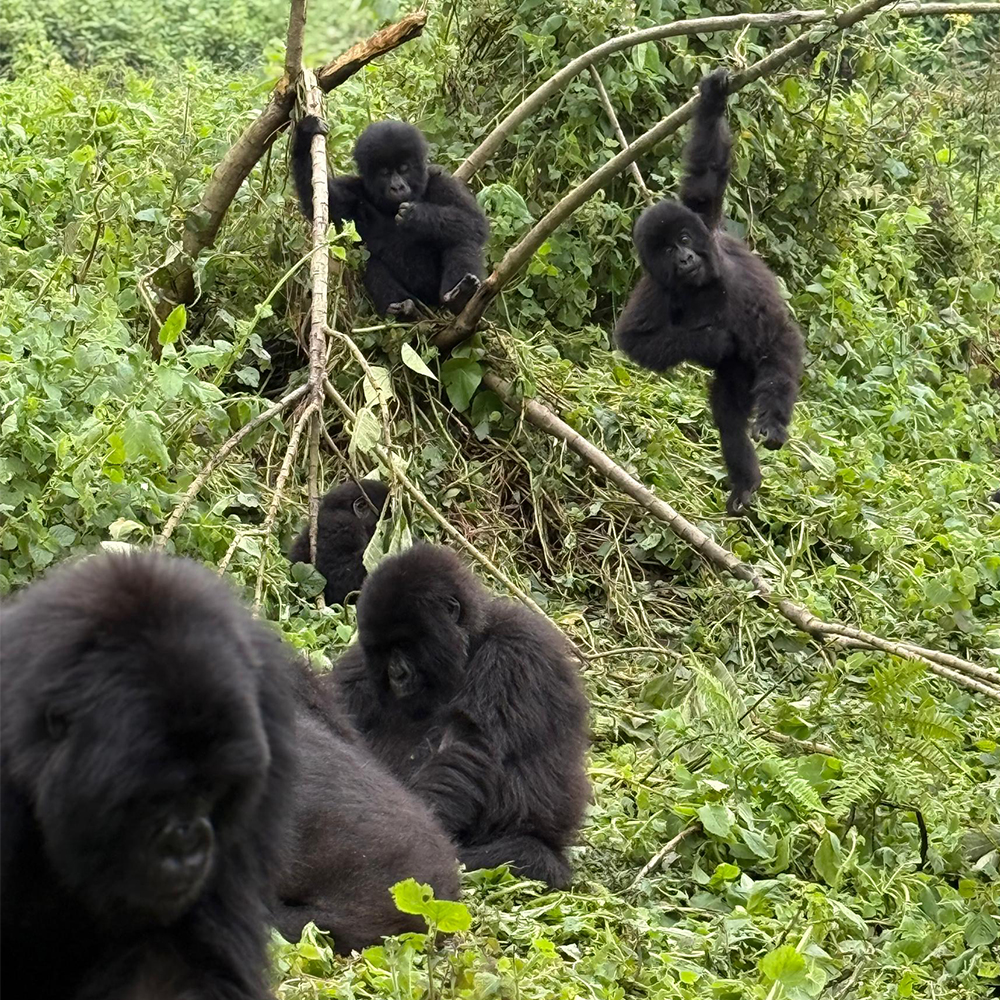 Gorillas of the Isimbi family relax and play.