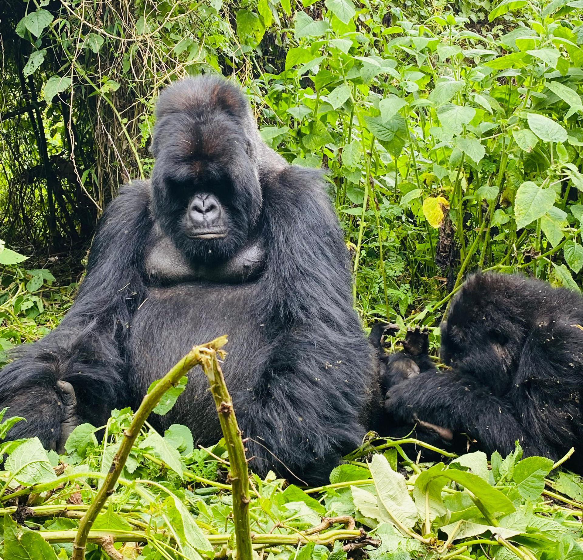 Silverback Muturengere sits peacefully, carefully guarding and protecting his big, bustling Isimbi family in Volcanoes National Park. 