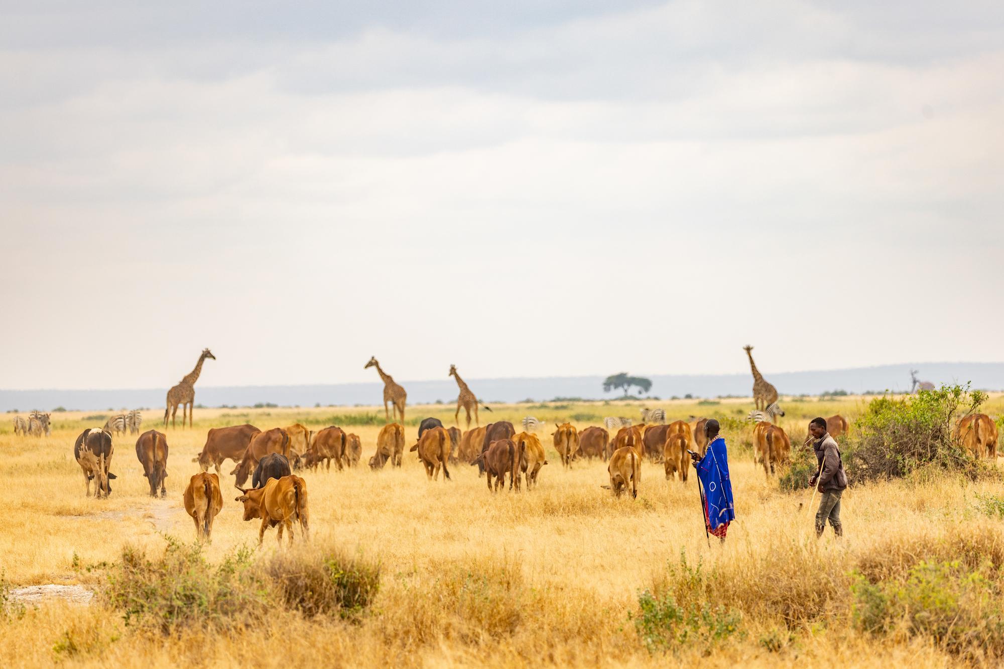 Livestock and giraffes grazing in Kenya's Amboseli National Park.