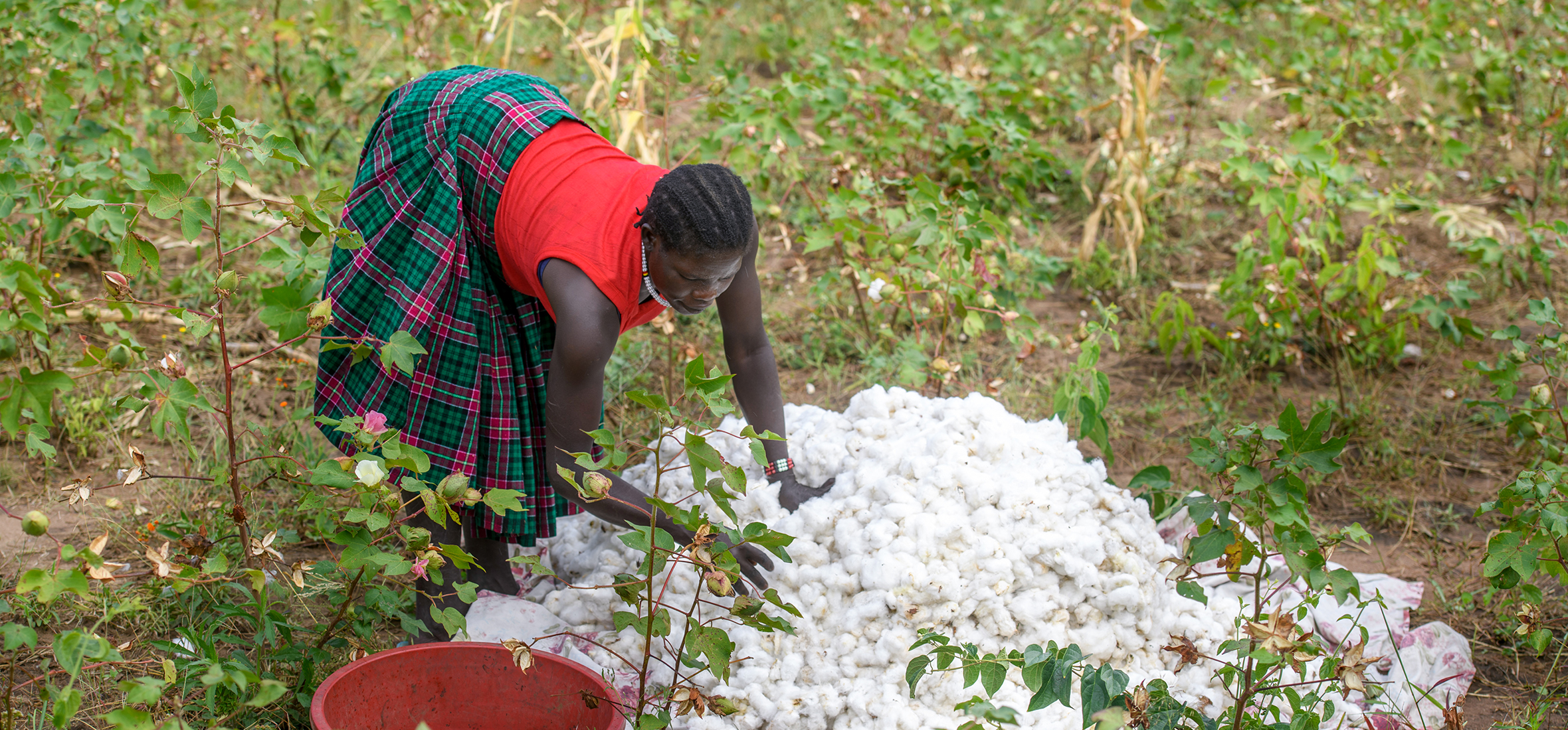 Hellen Nakwang after harvesting cotton grown using regenerative farming practices. © AWF