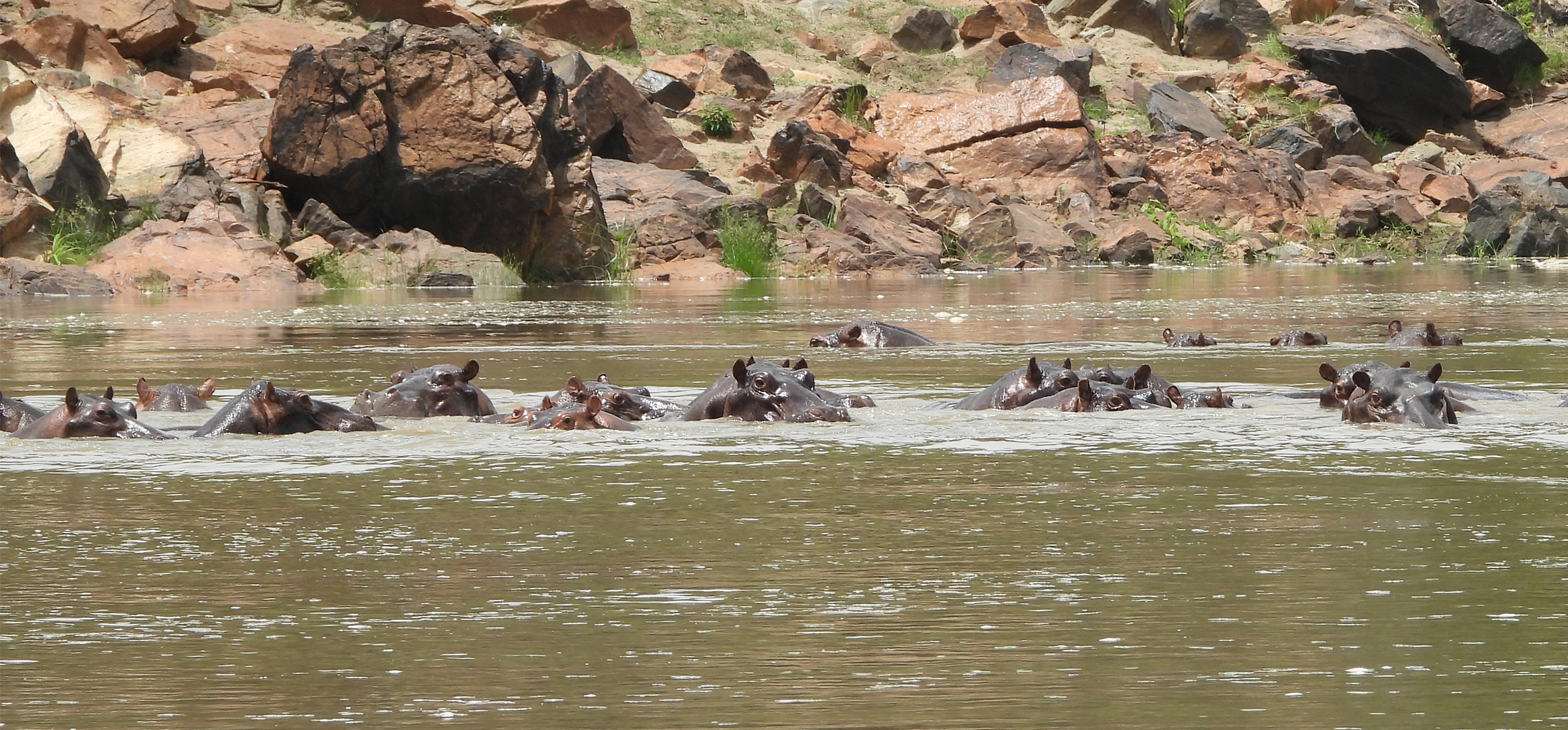 Hippos group together in one of the natural pools in Faro National Park.