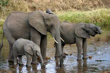 kenya elephants elephant african safari twins awf gains highlight uncertainty signify lion survive surprise section wildlife friday february 2008
