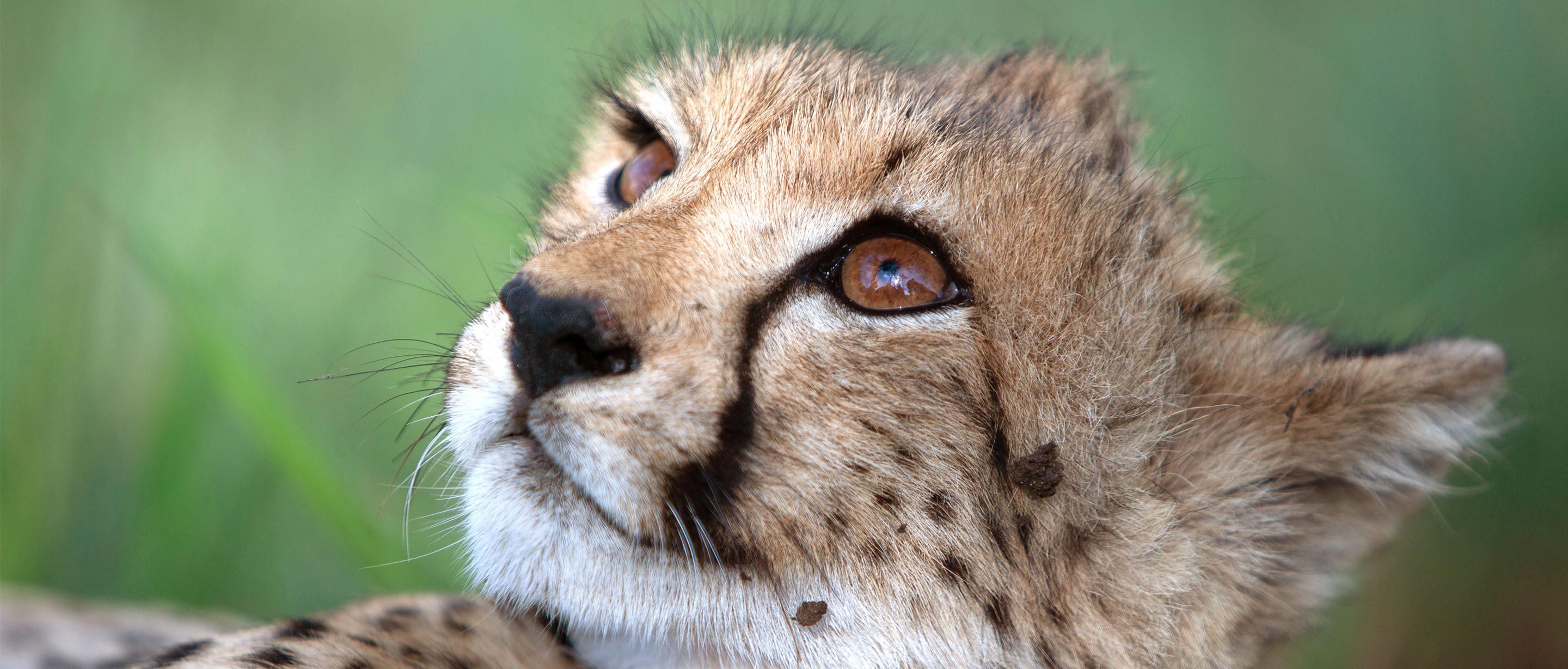 Cheetah | African Wildlife Foundation