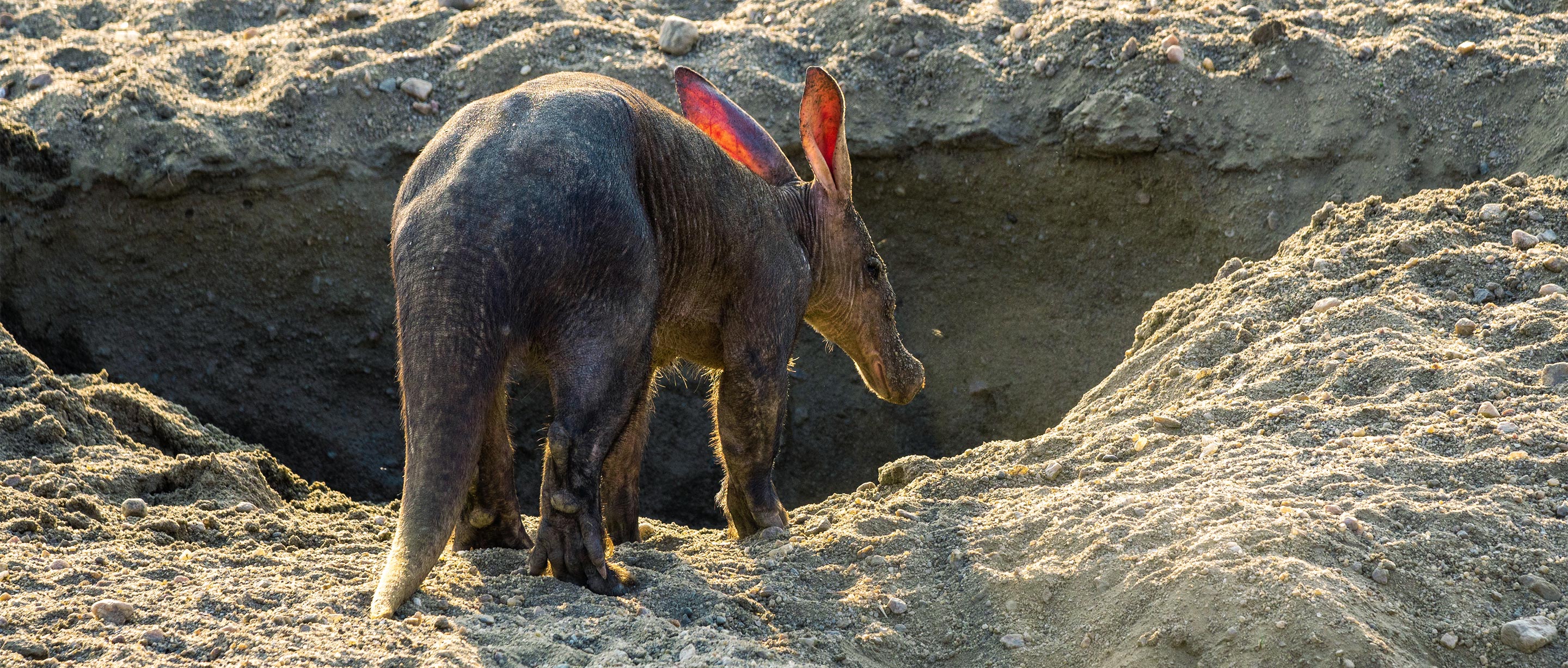 Aardvark | African Wildlife Foundation