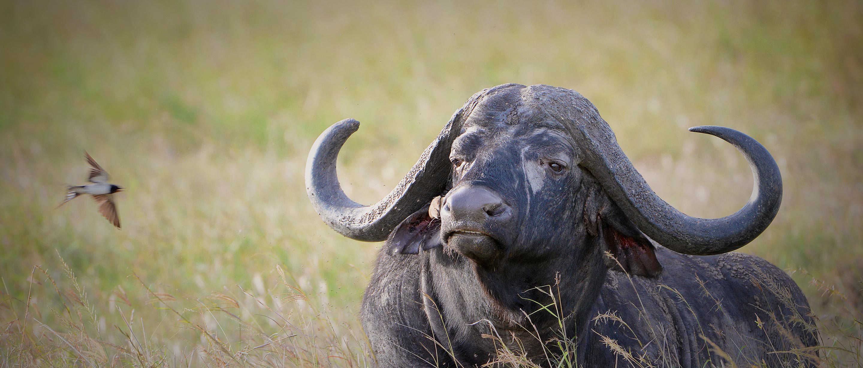 Cape buffalo, African Savanna Mammal