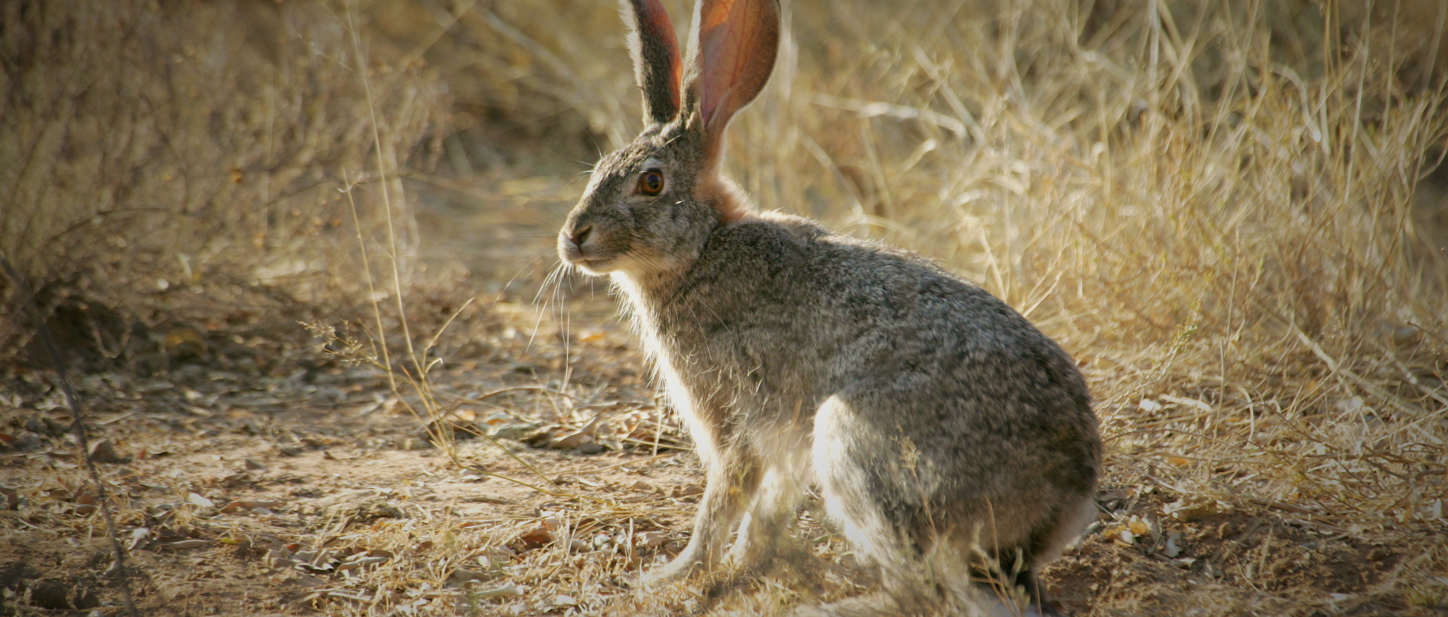 SpeciesPage_AfricanHare01_Hero.jpg