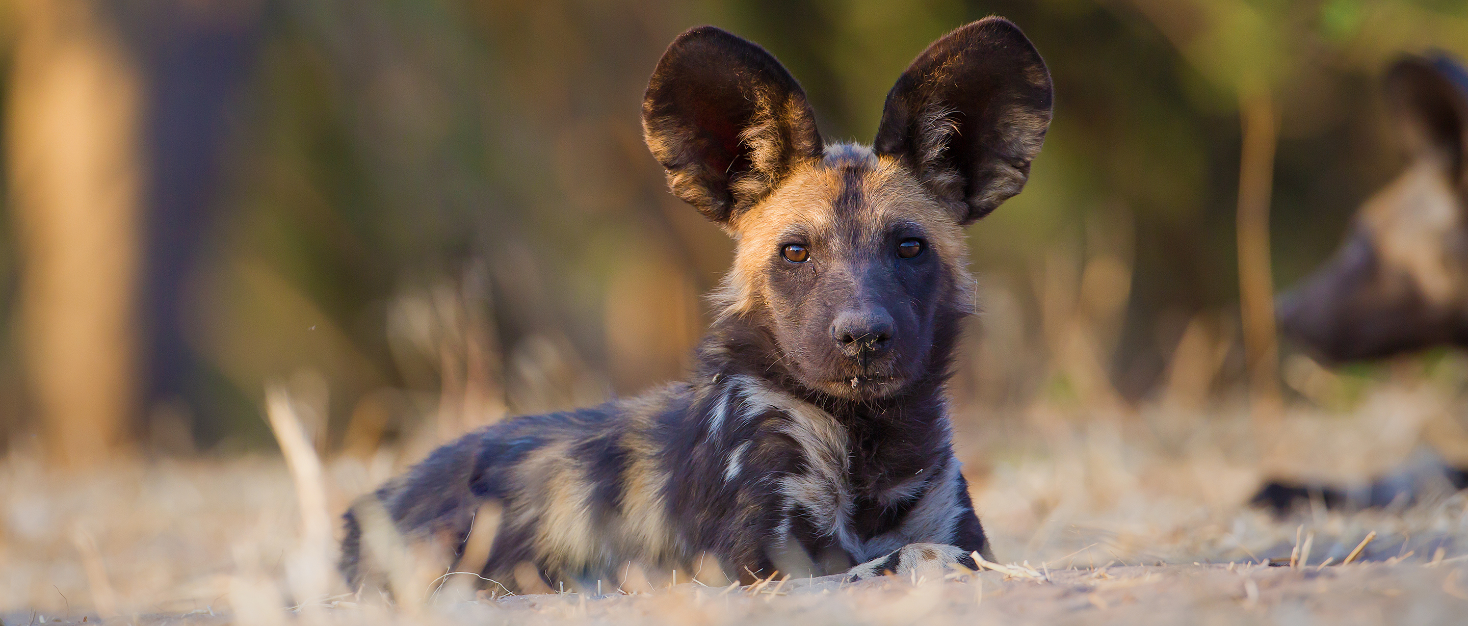 where can i see wild dogs