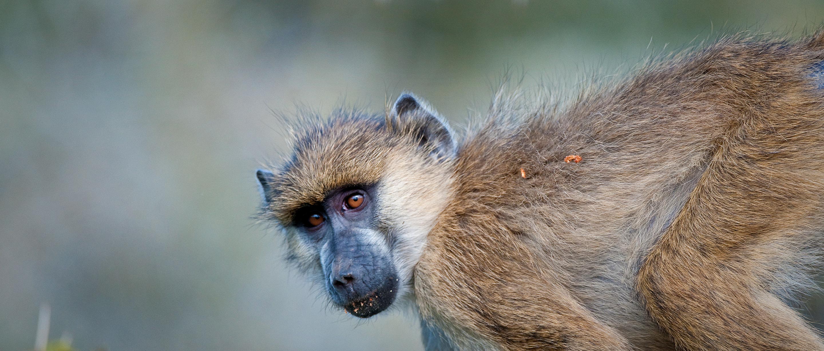 Baboon | African Wildlife Foundation