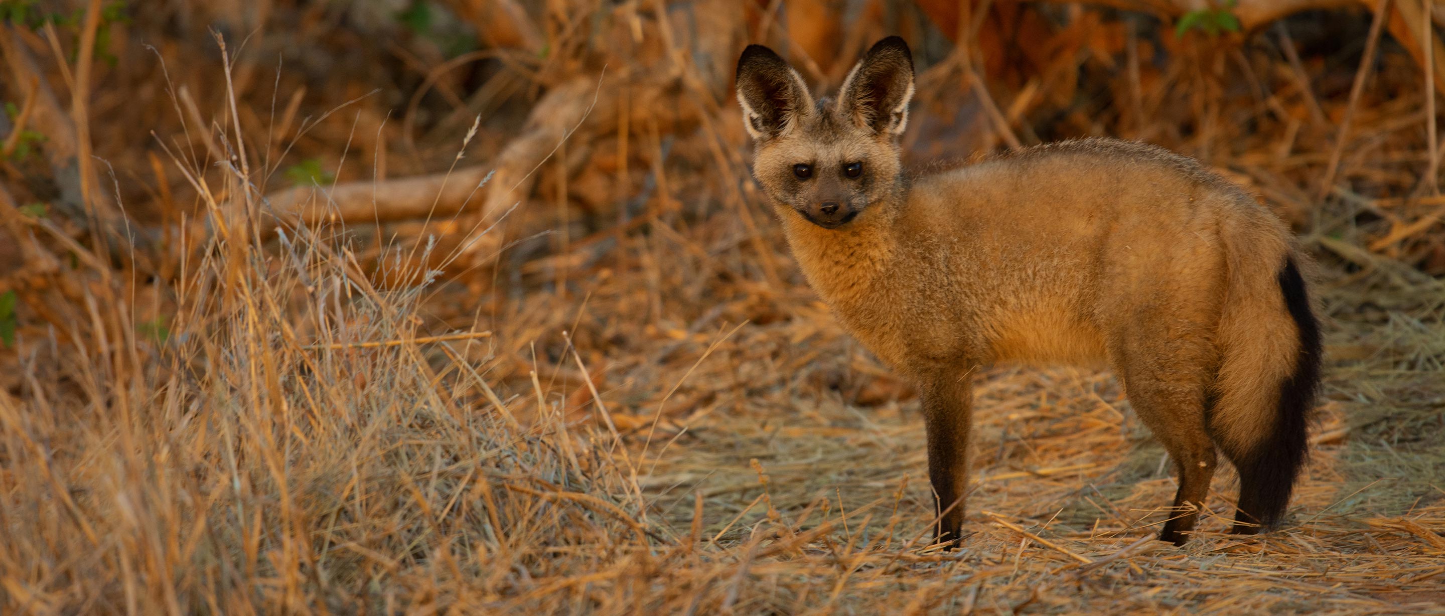 Bat-Eared Fox