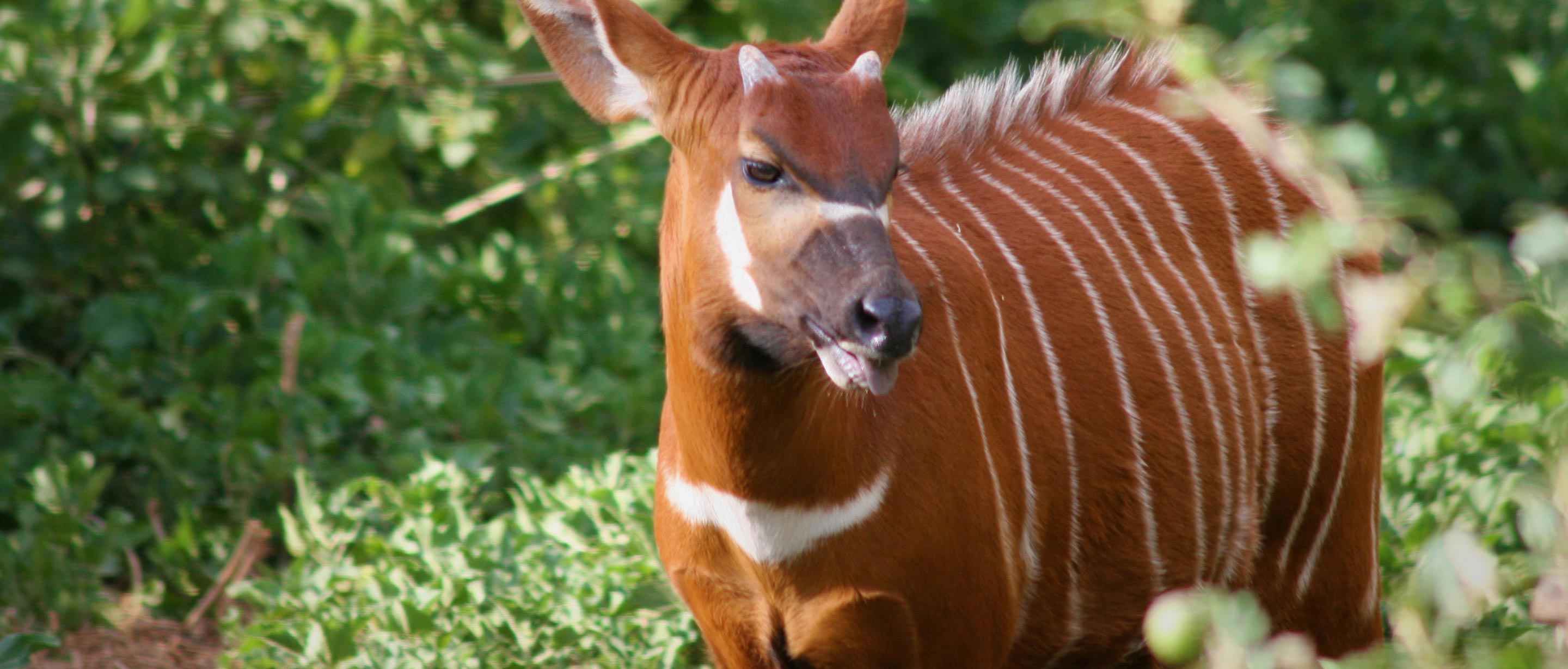 bongo animal