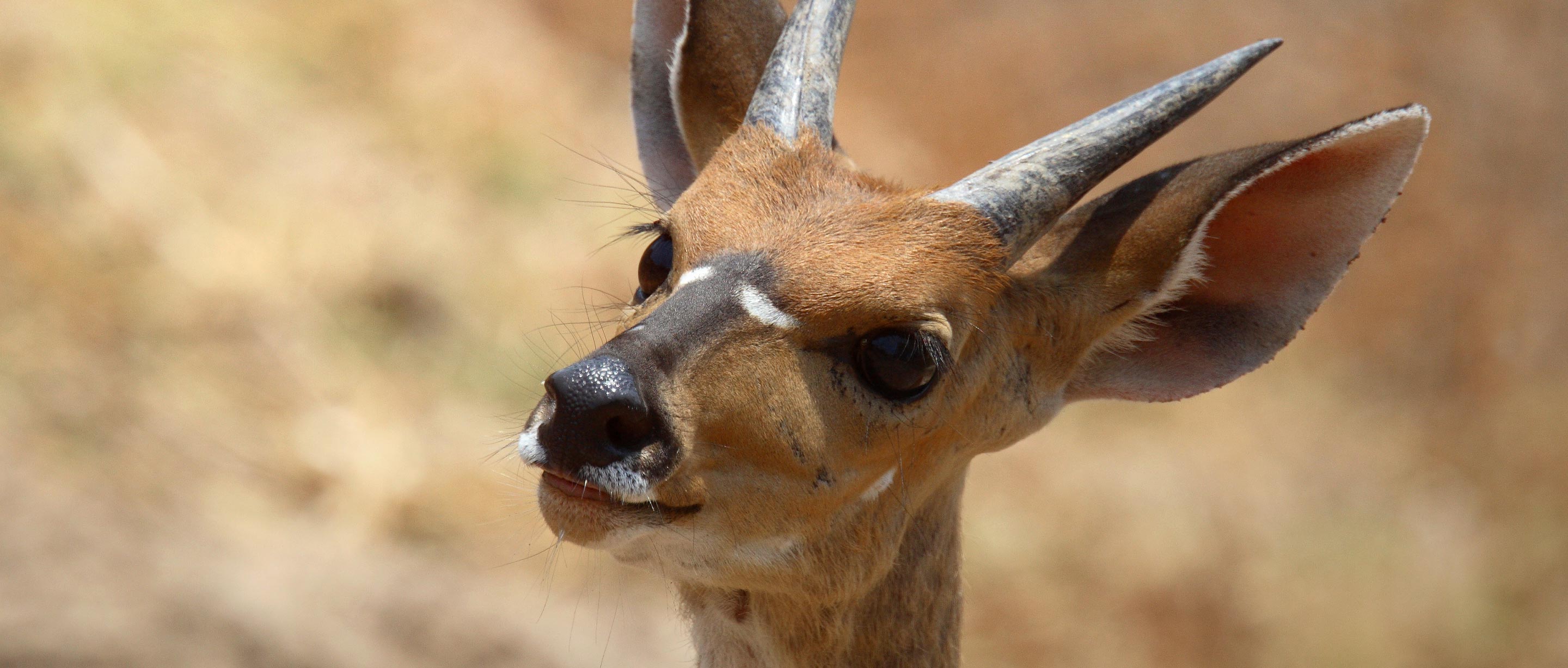 Bushbuck