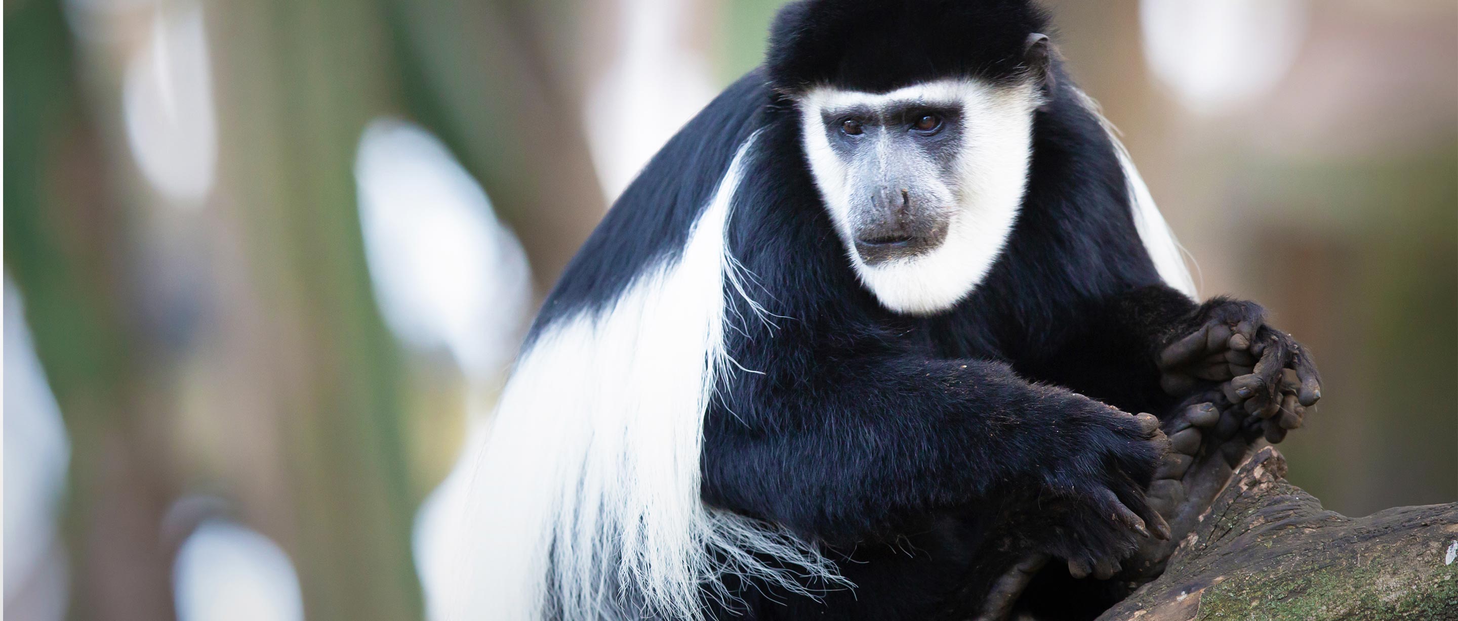 Colobus Monkey