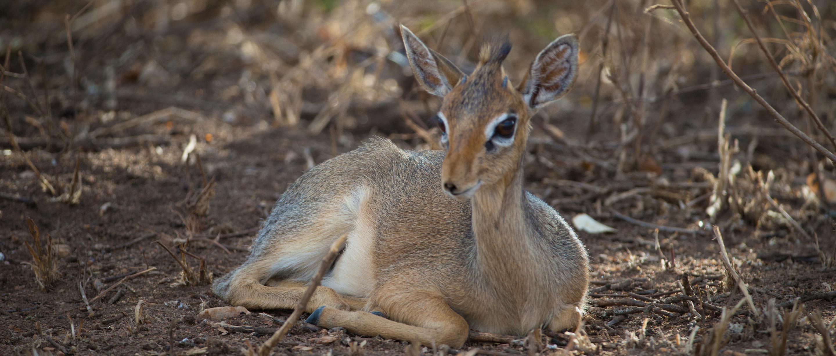 Dik-Dik