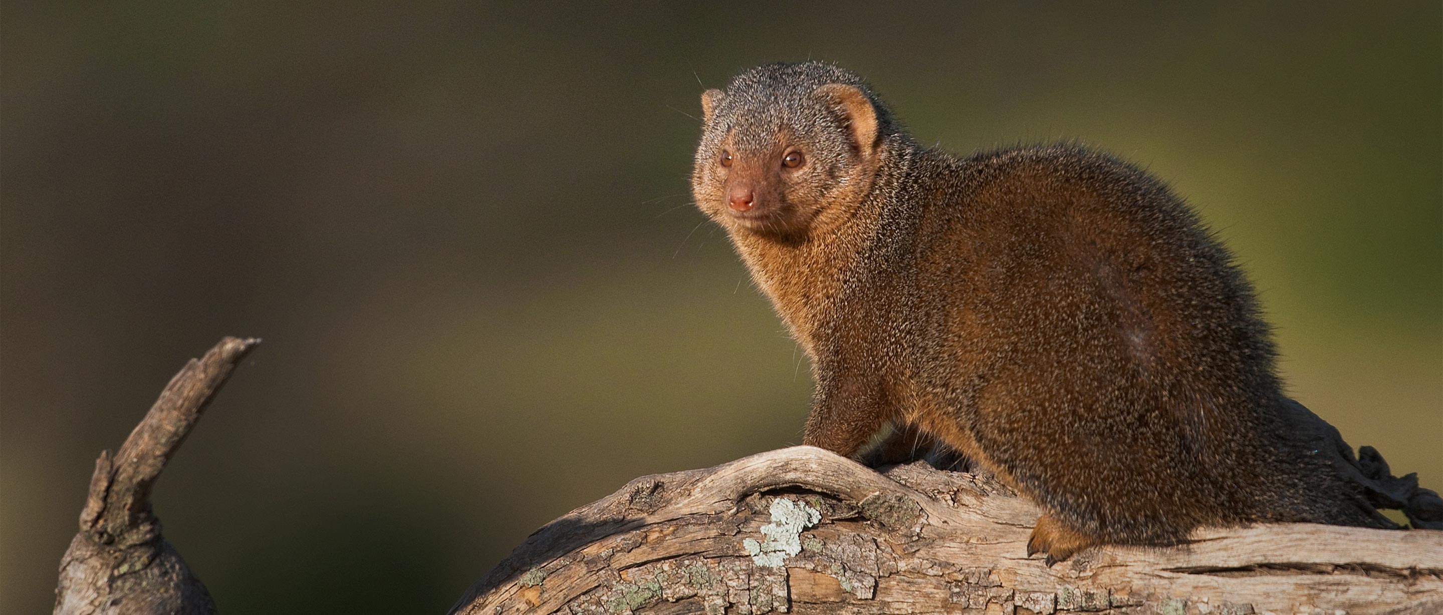 Dwarf Mongoose