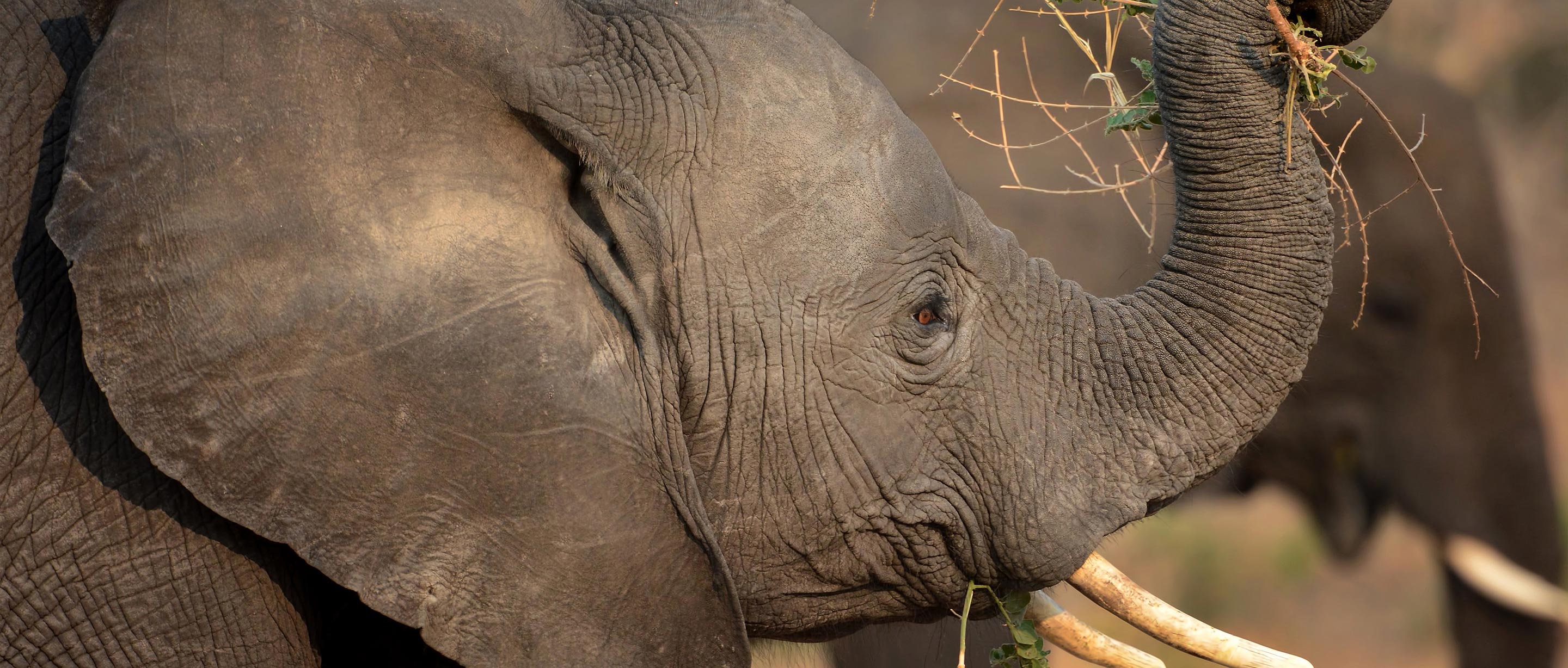Elephant | African Wildlife Foundation