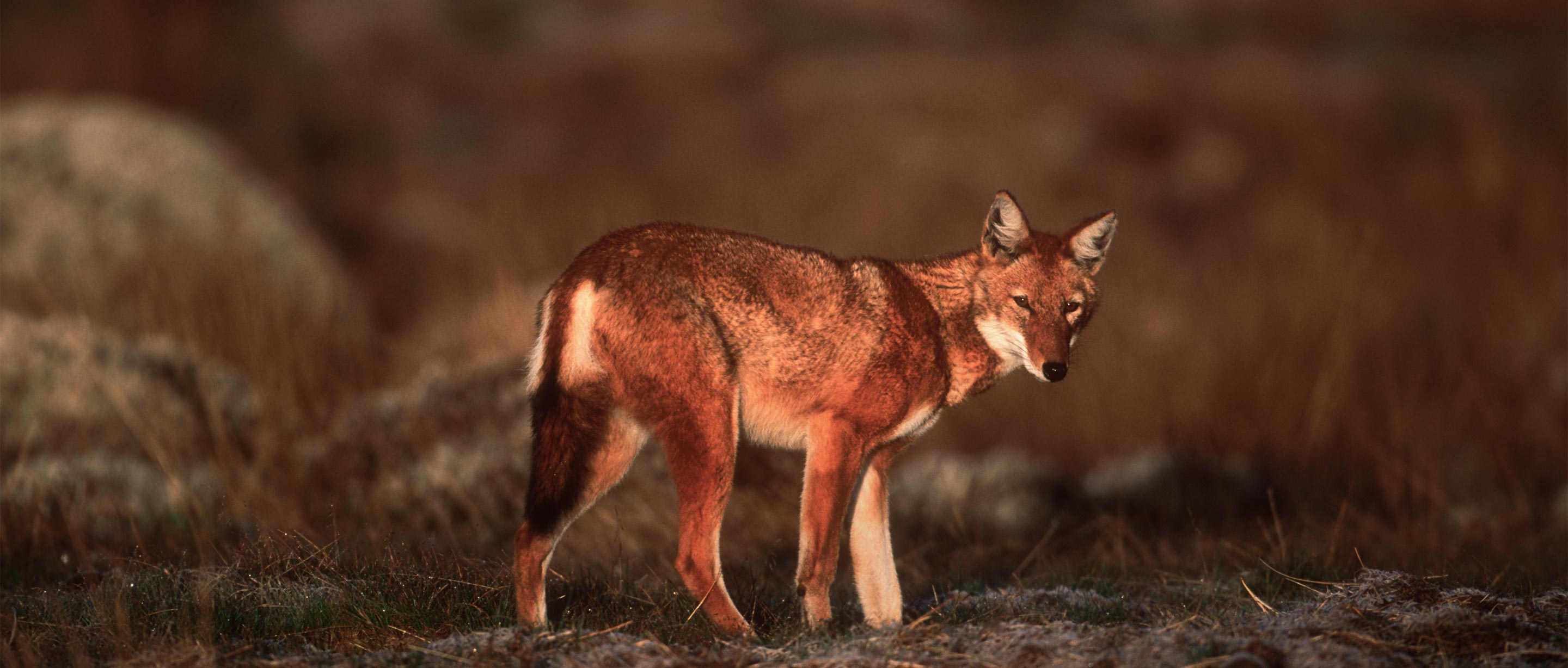 Ethiopian Wolf