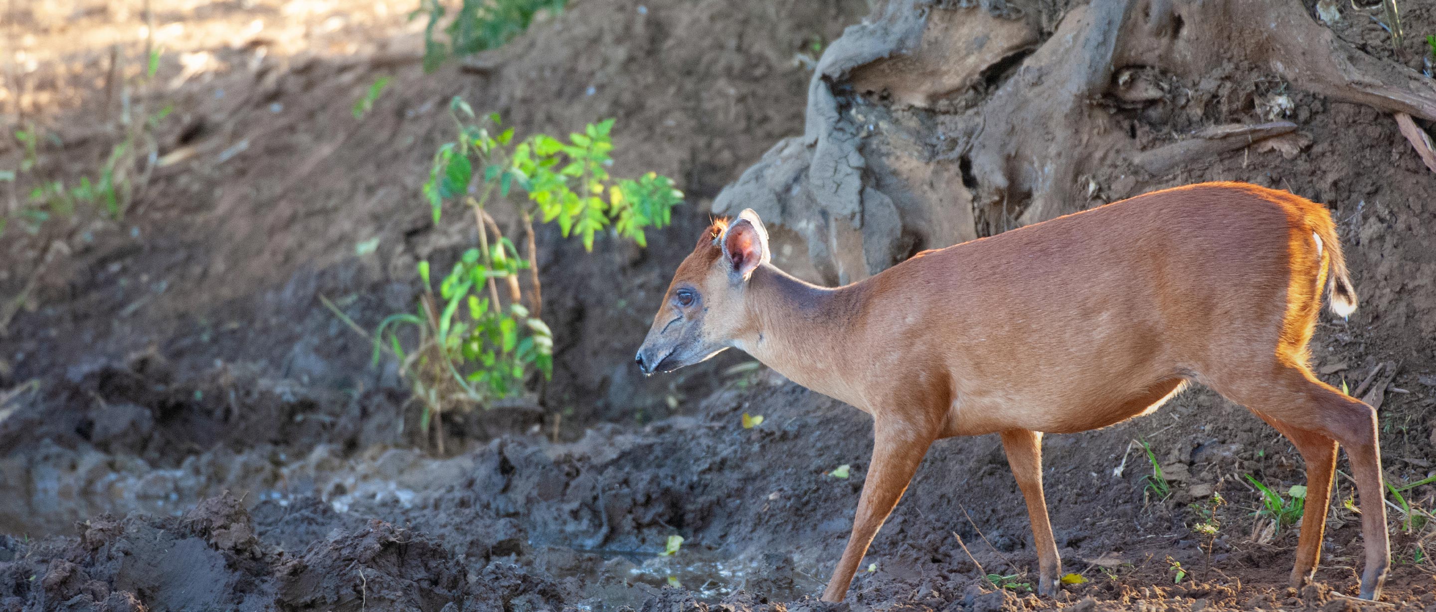 Duiker