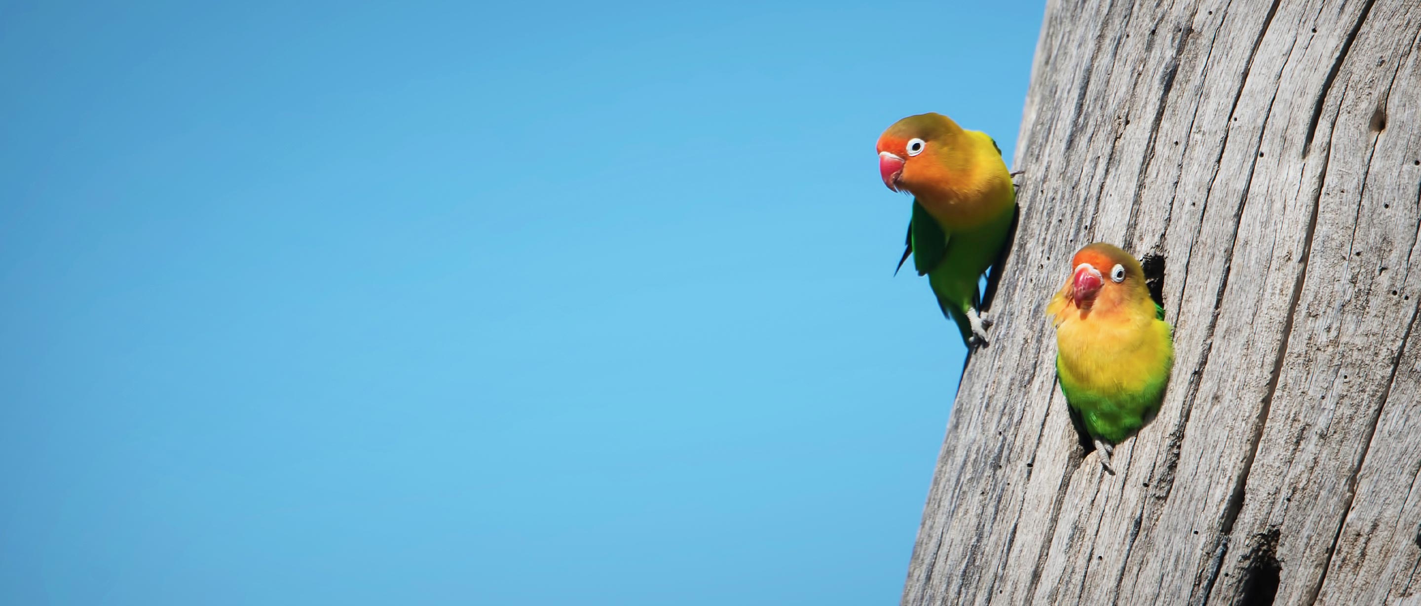 Fischer's lovebird