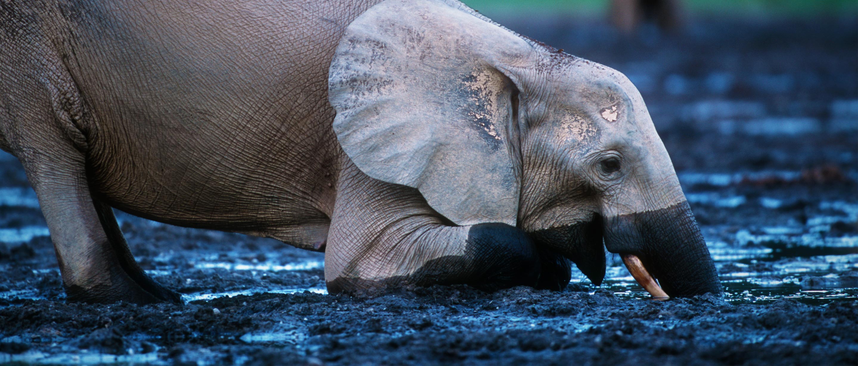 Forest Elephant | African Wildlife Foundation