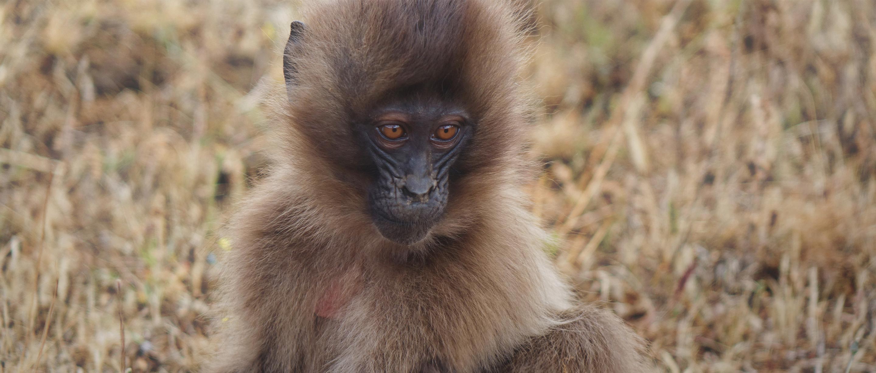 Gelada