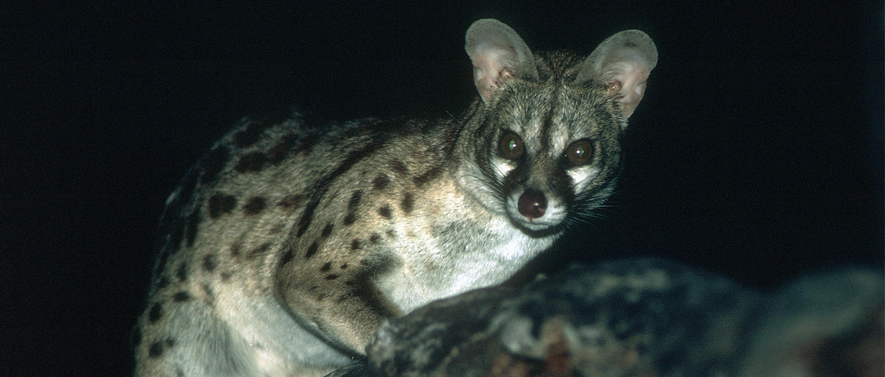 genet cat