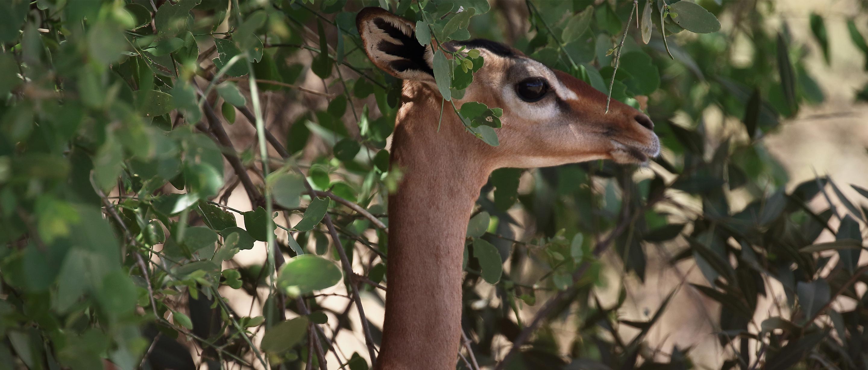 Gerenuk