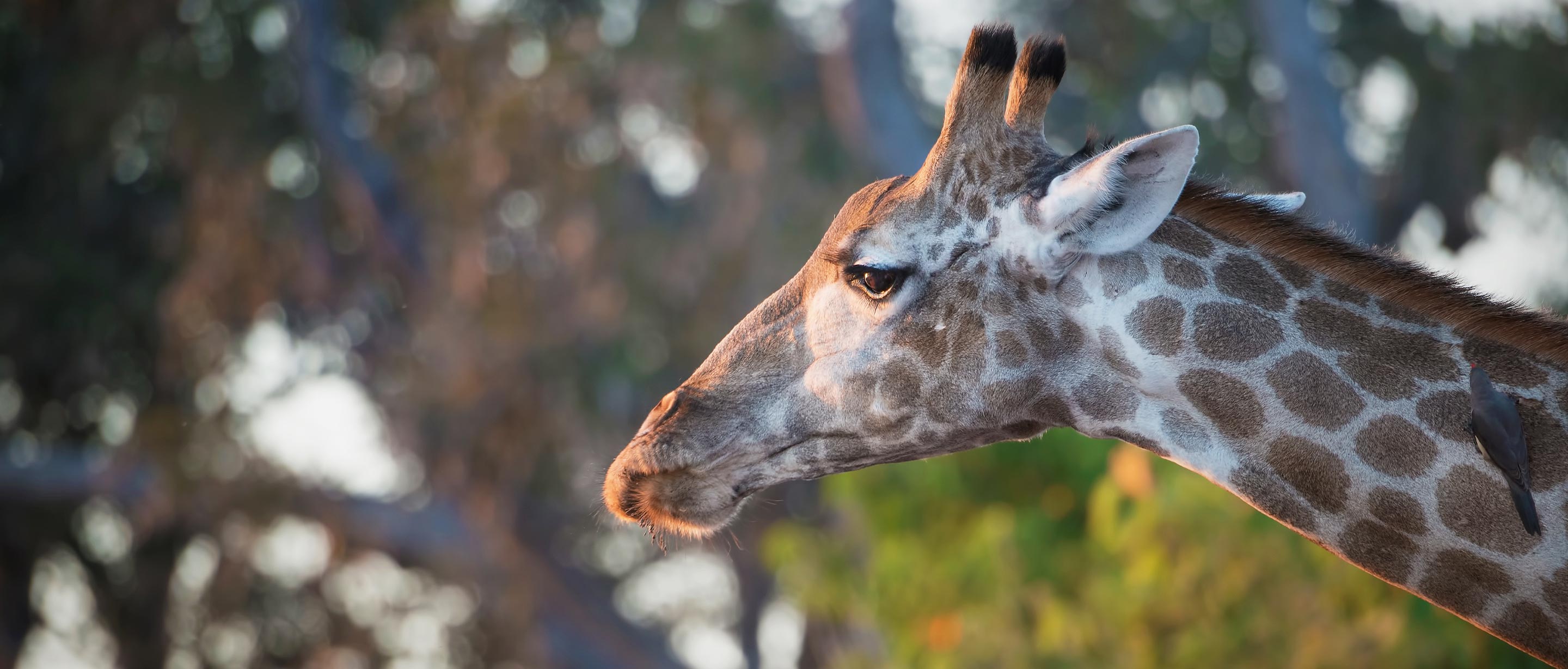 Giraffe | African Wildlife Foundation