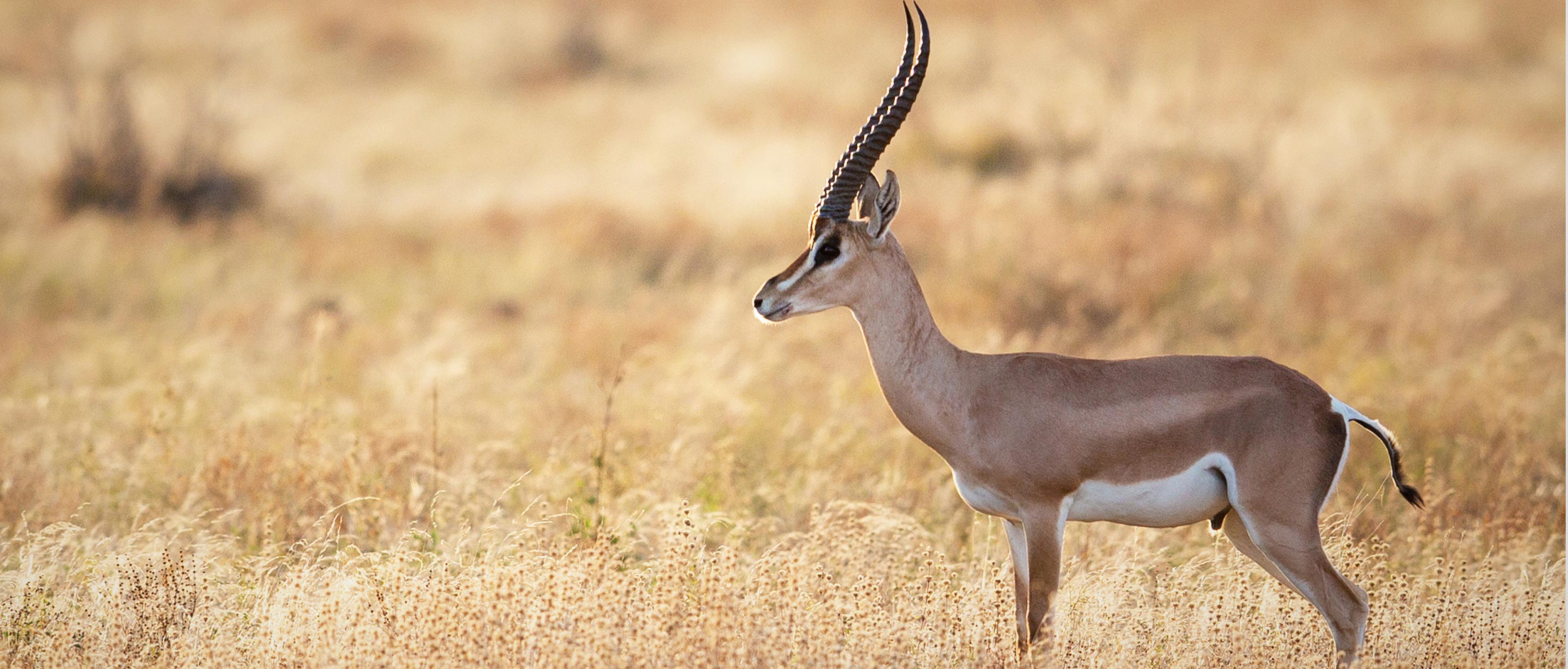 Grant's Gazelle | African Wildlife Foundation