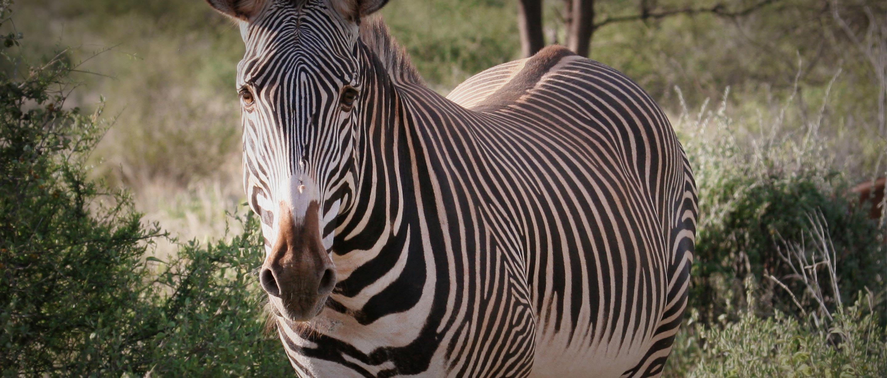 Grevy S Zebra African Wildlife Foundation