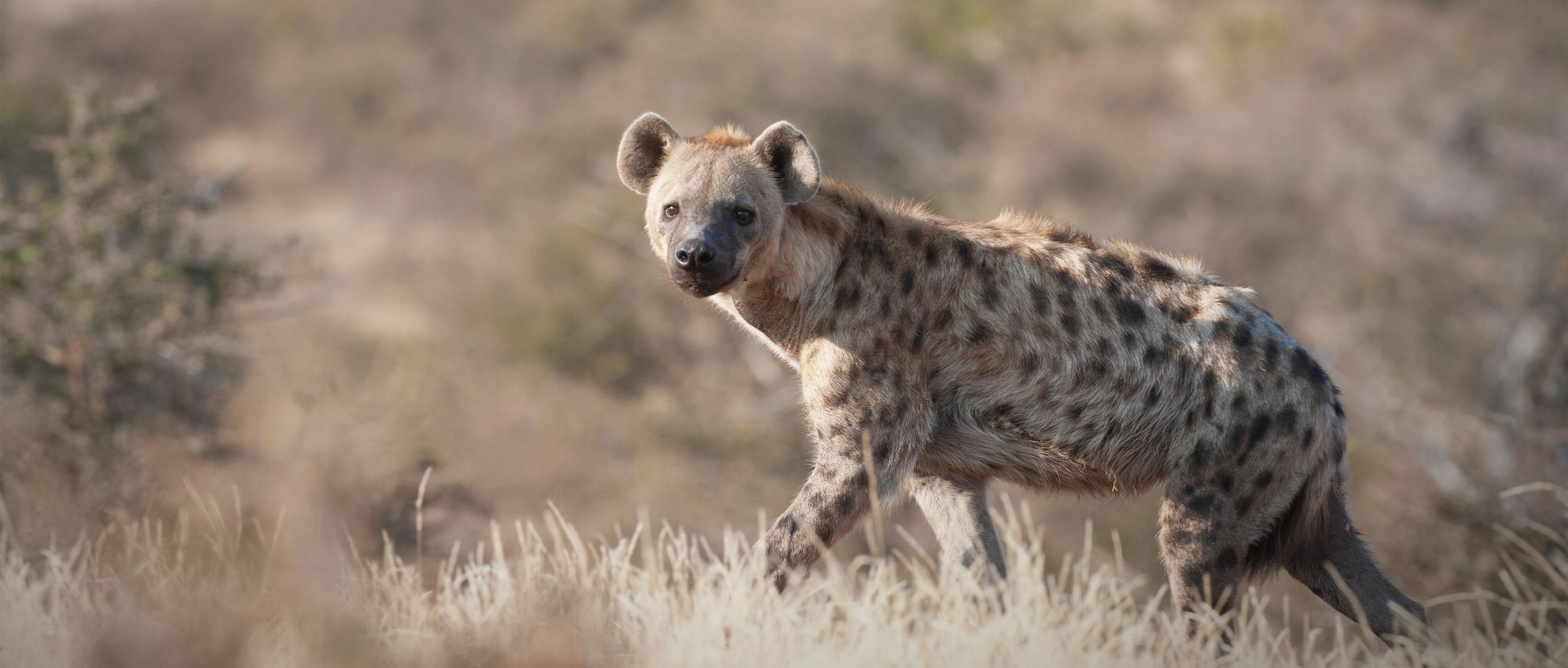 Hyena What Do