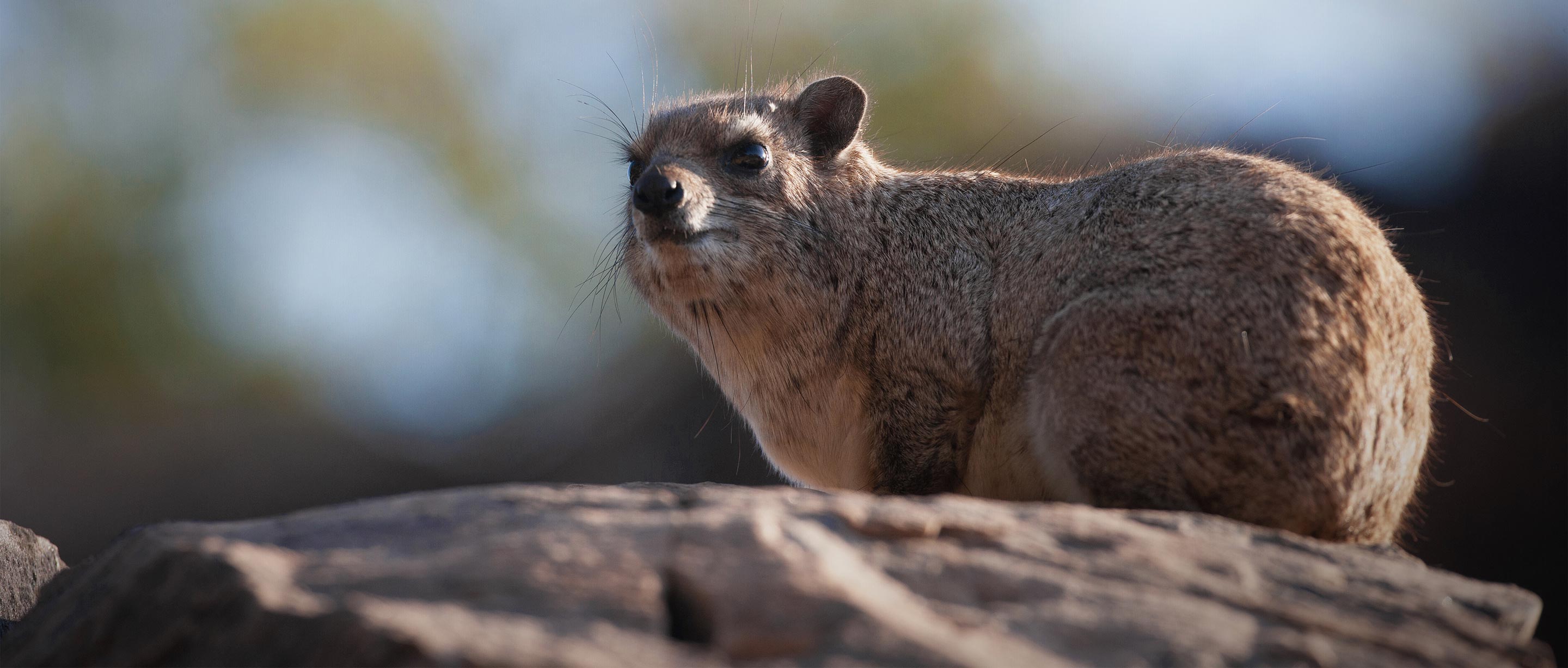 Hyrax