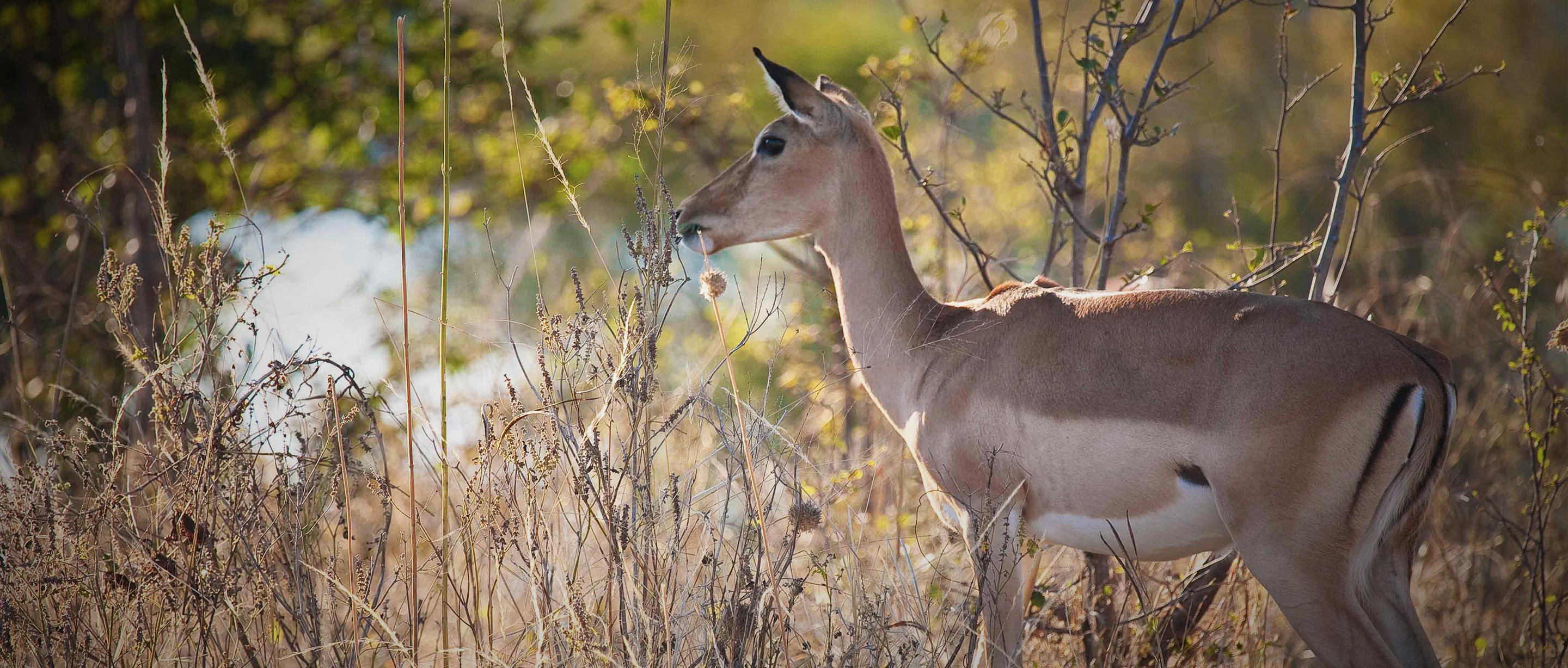 Impala