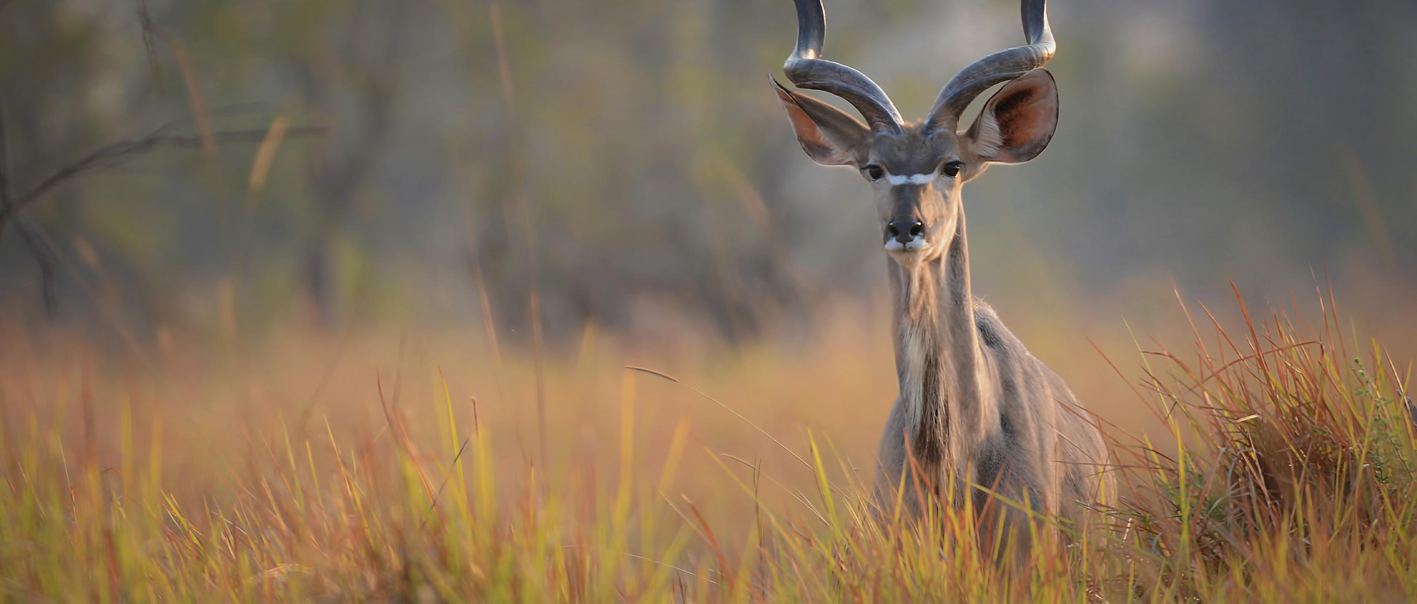 Kudu