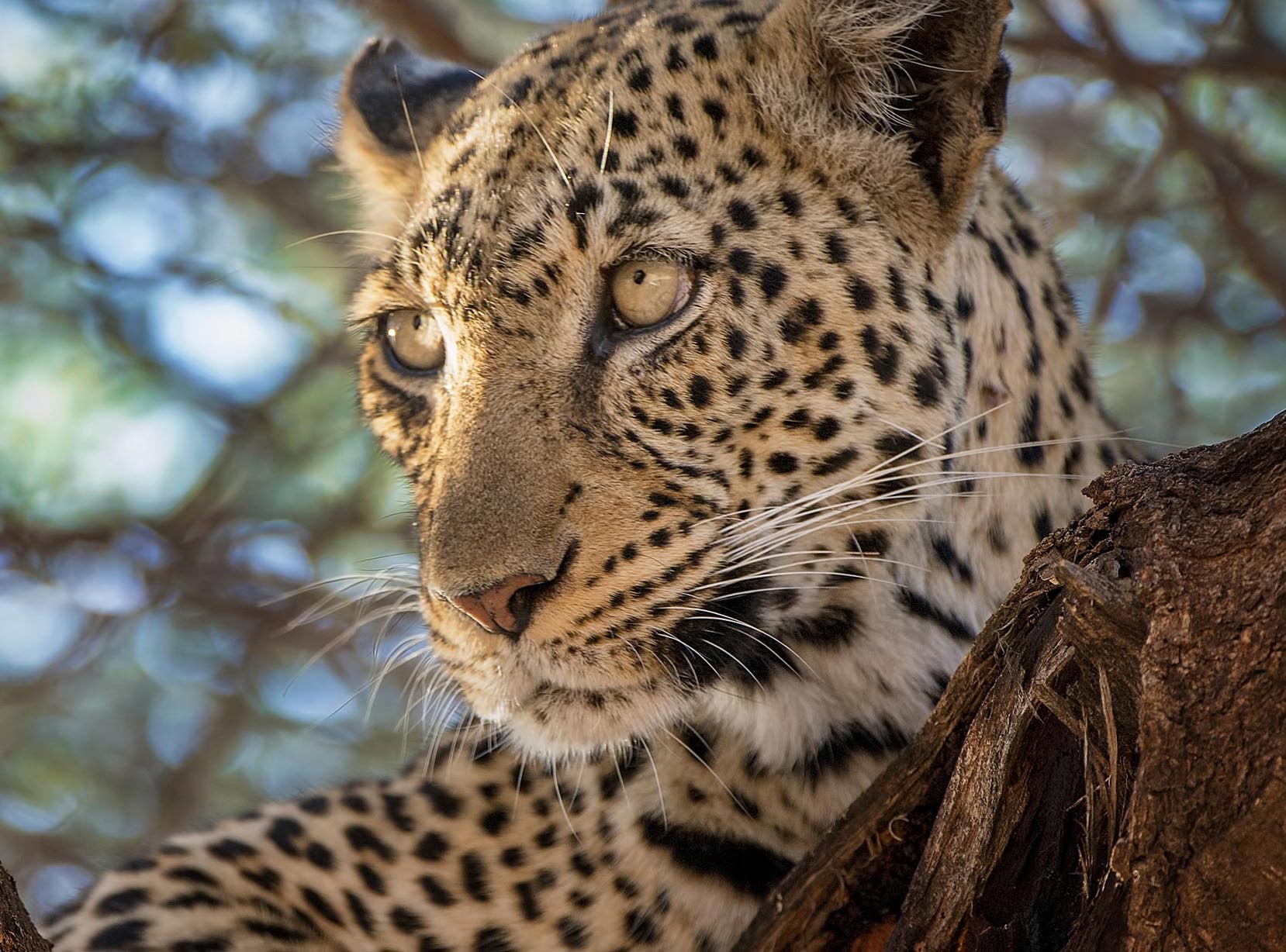 Leopard