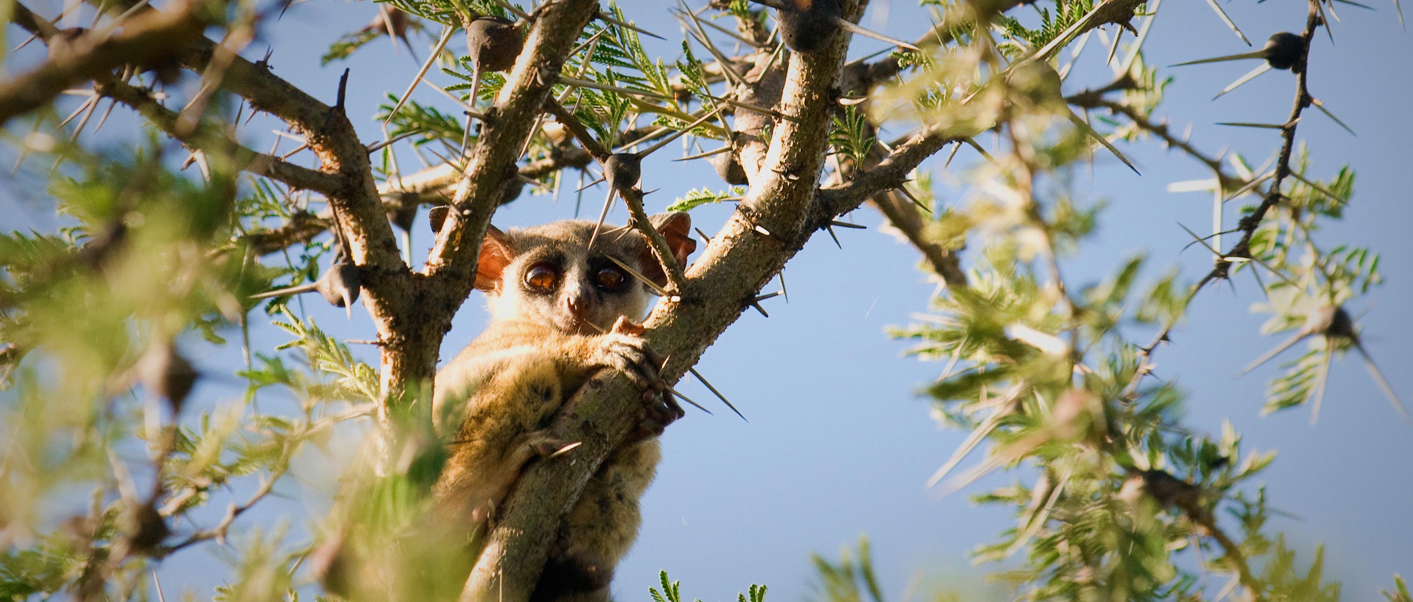 Lesser Bush Baby | African Wildlife Foundation