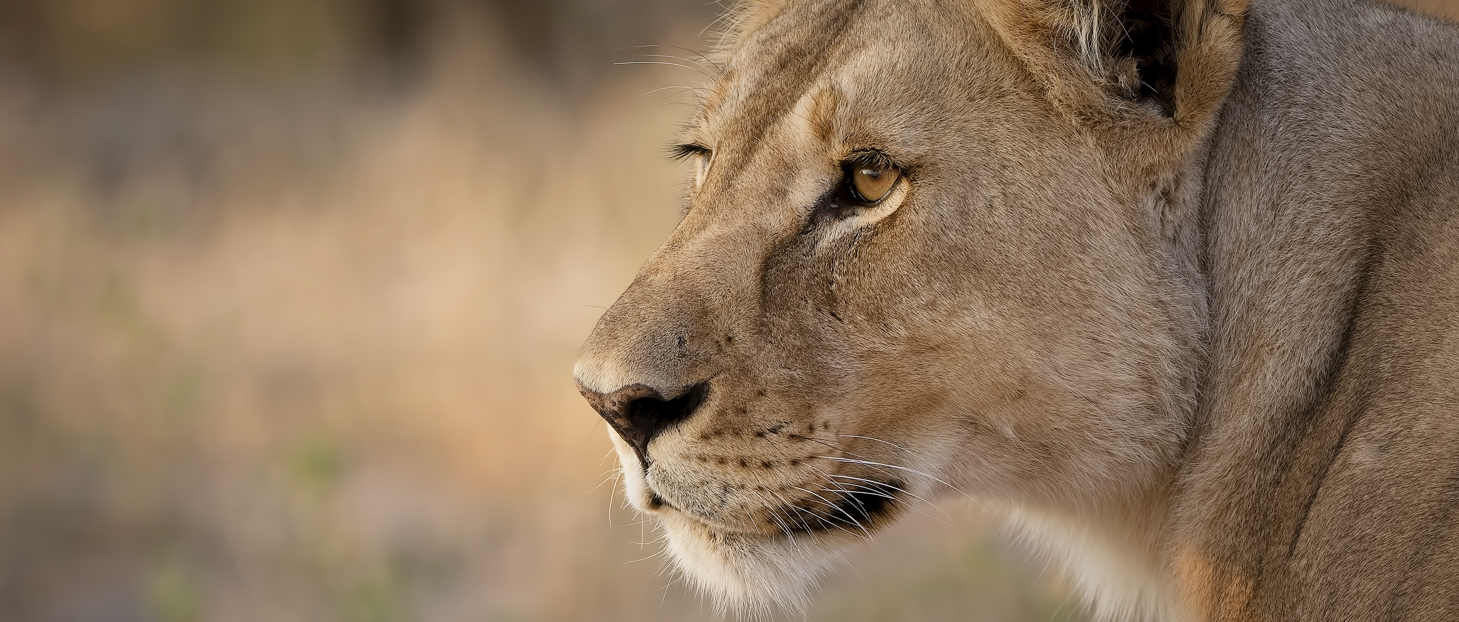 Lion | African Wildlife Foundation