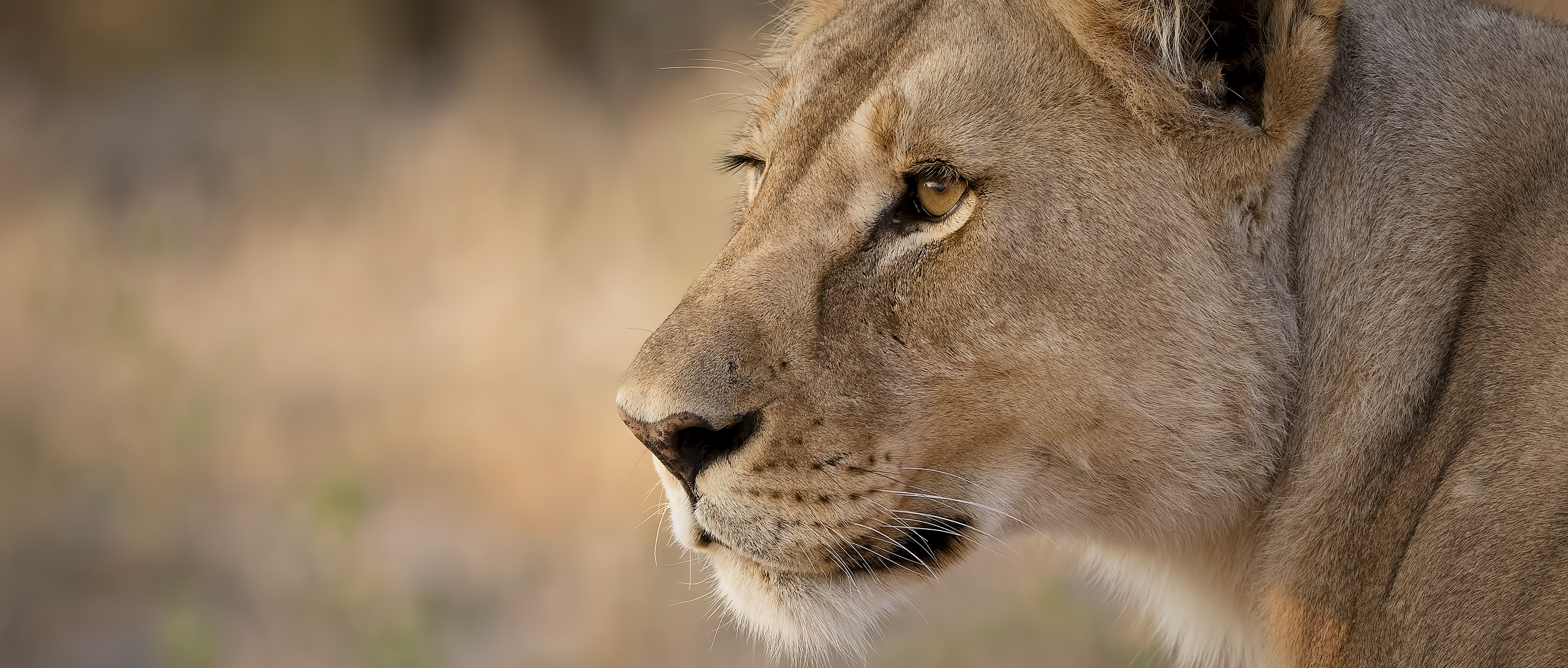 Sizes of Lions and Tigers of different regional populations and