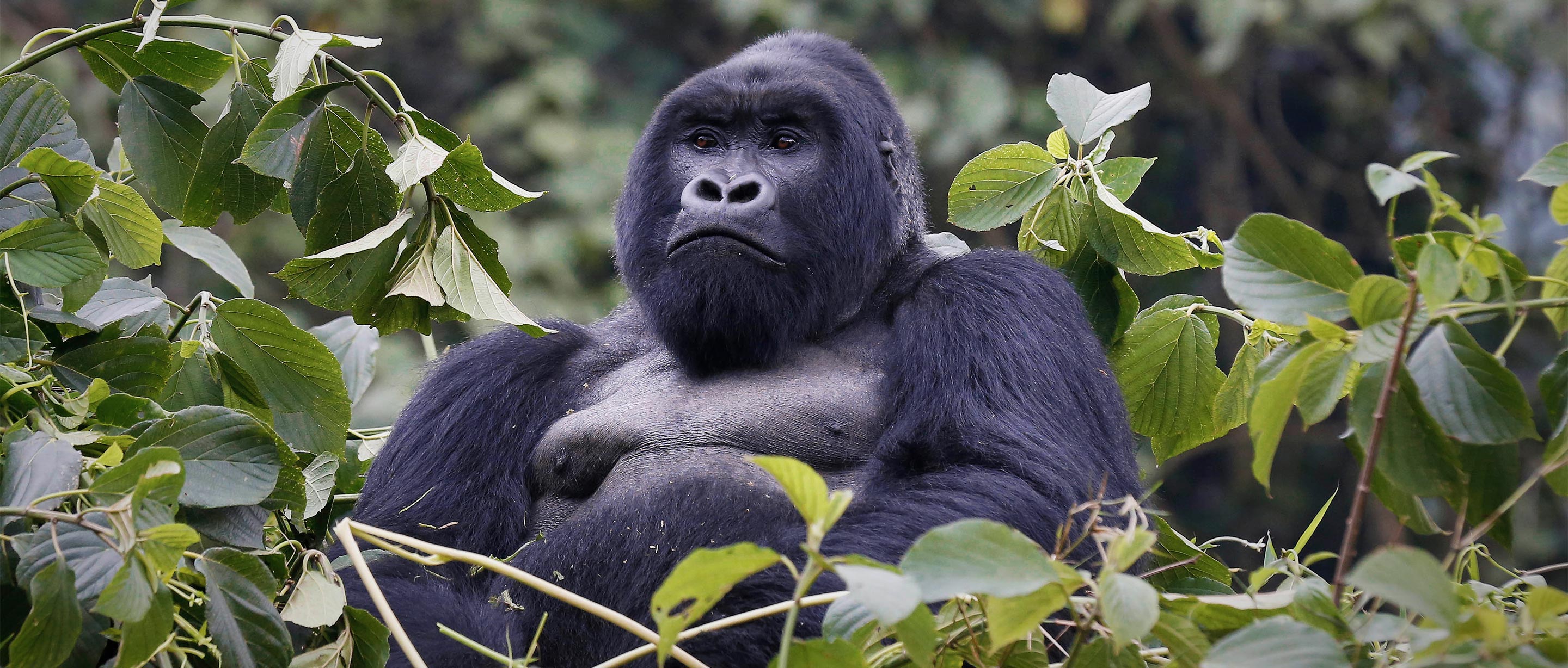 Mountain Gorilla  African Wildlife Foundation